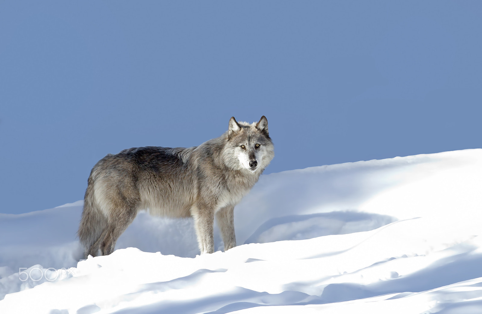 Canon EF 300mm F2.8L IS II USM sample photo. Silver black wolf in winter snow photography