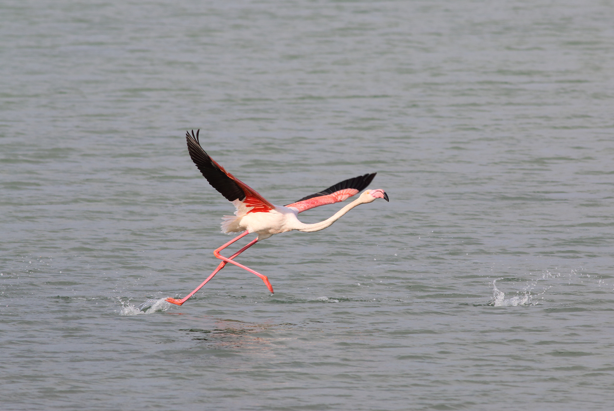 Canon EOS 70D + Canon EF 400mm F5.6L USM sample photo. Img photography