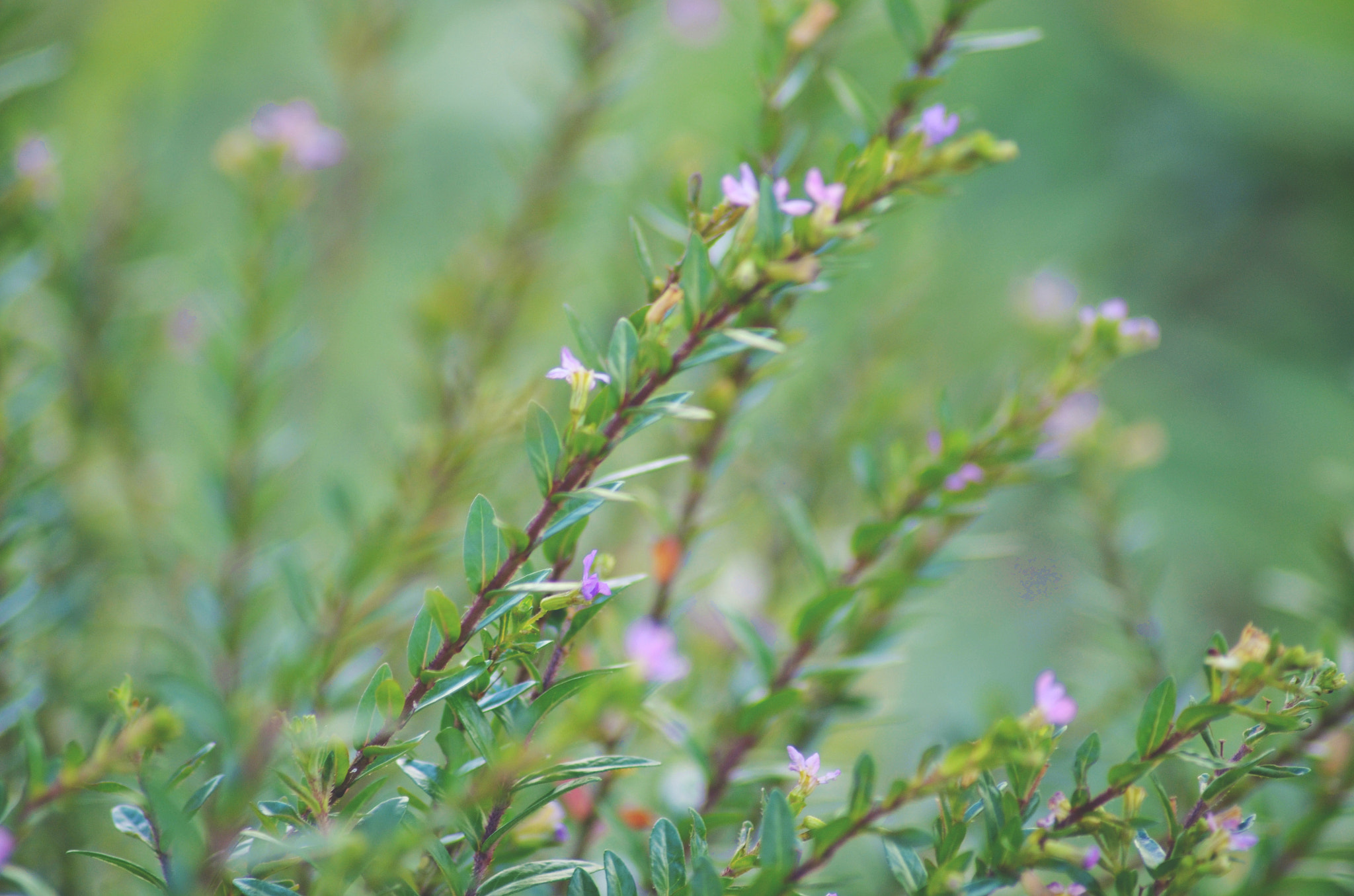 Nikon AF Nikkor 70-300mm F4-5.6G sample photo. Small ones photography