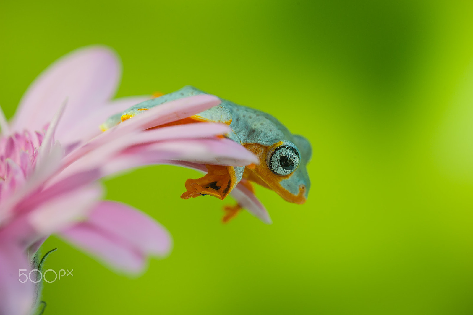 Sigma APO Macro 180mm F3.5 EX DG HSM sample photo. Hanging out photography
