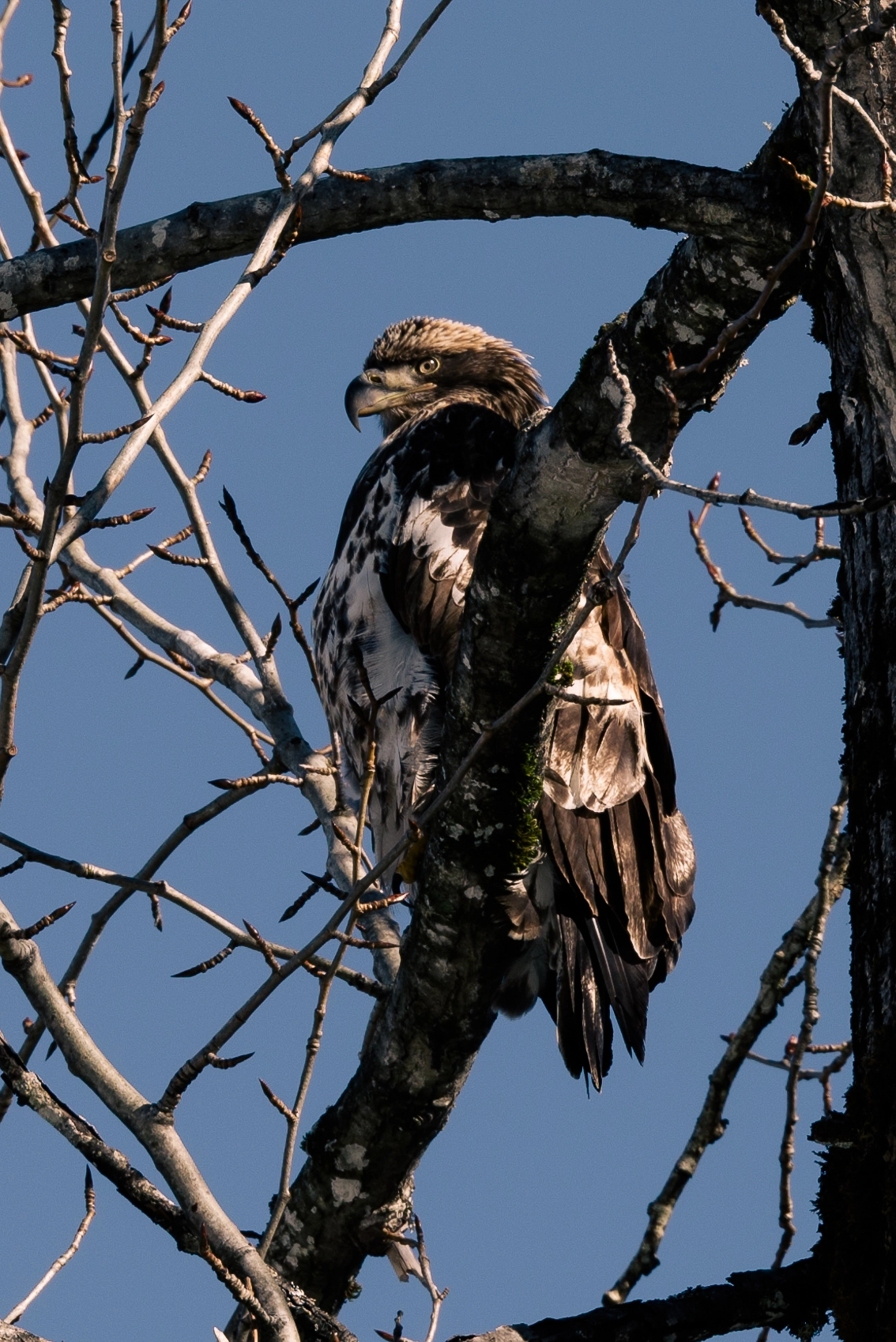 Pentax K-1 sample photo. Majestic bald eagles photography