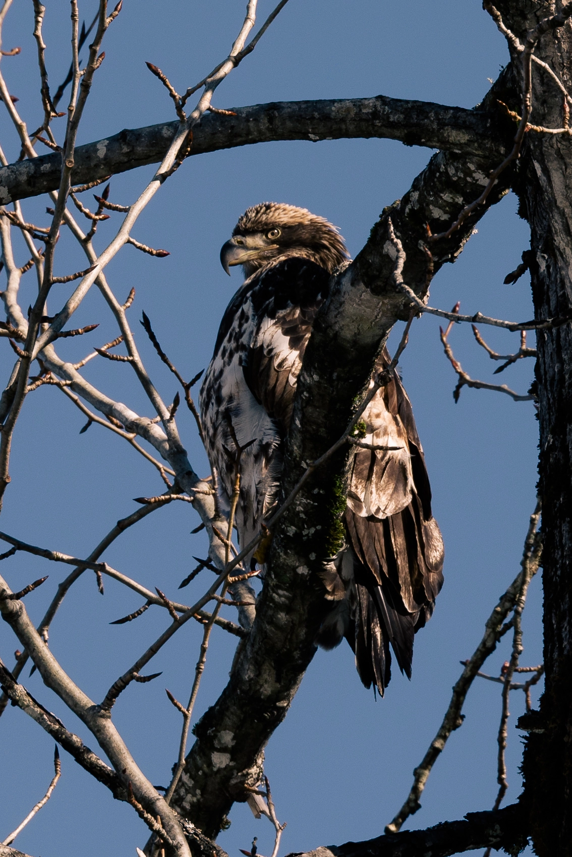 Pentax D FA* 70-200mm F2.8ED DC AW sample photo. Majestic bald eagles photography