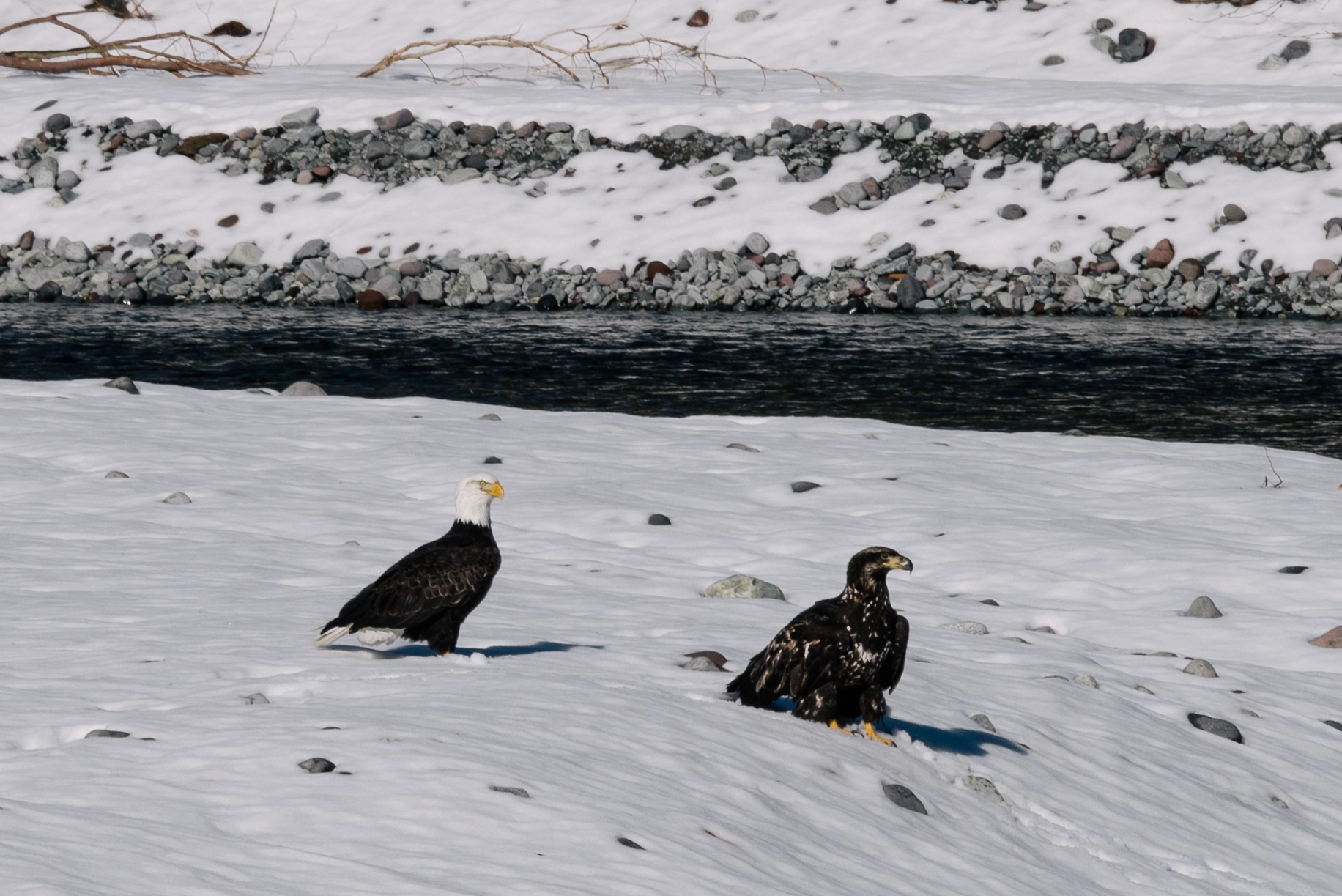 Pentax K-1 sample photo. Majestic bald eagles photography