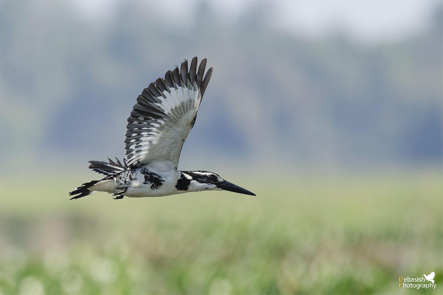 Nikon D7000 + Nikon AF-S Nikkor 300mm F4D ED-IF sample photo. Pied kingfisher photography