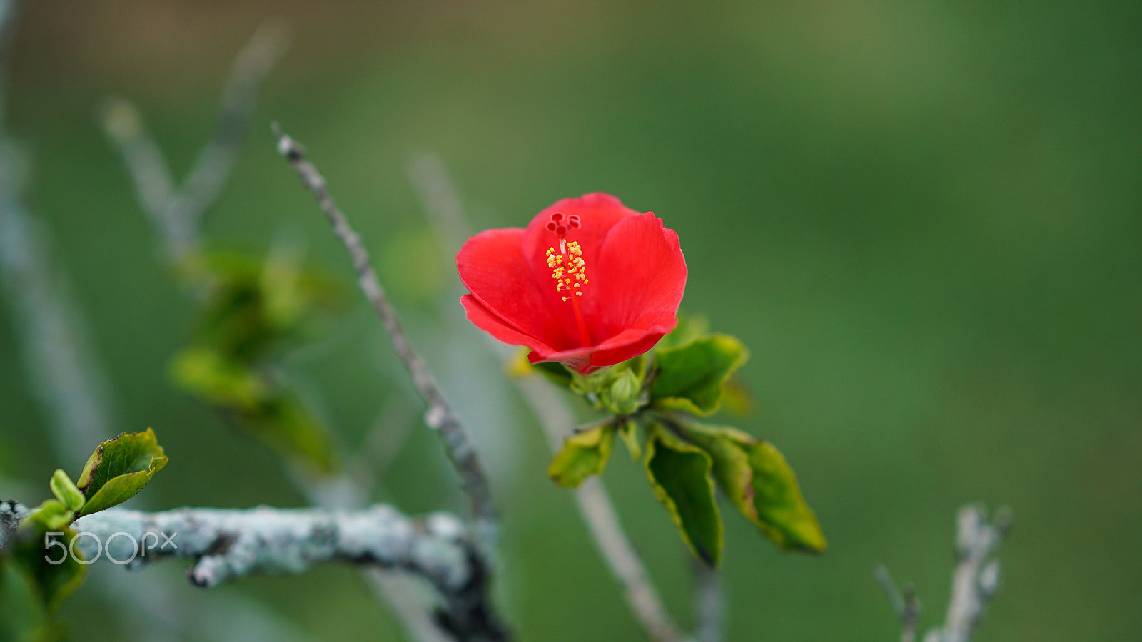 Sony a7S II + Sony FE 85mm F1.4 GM sample photo. They do it over there but we don't do it here photography