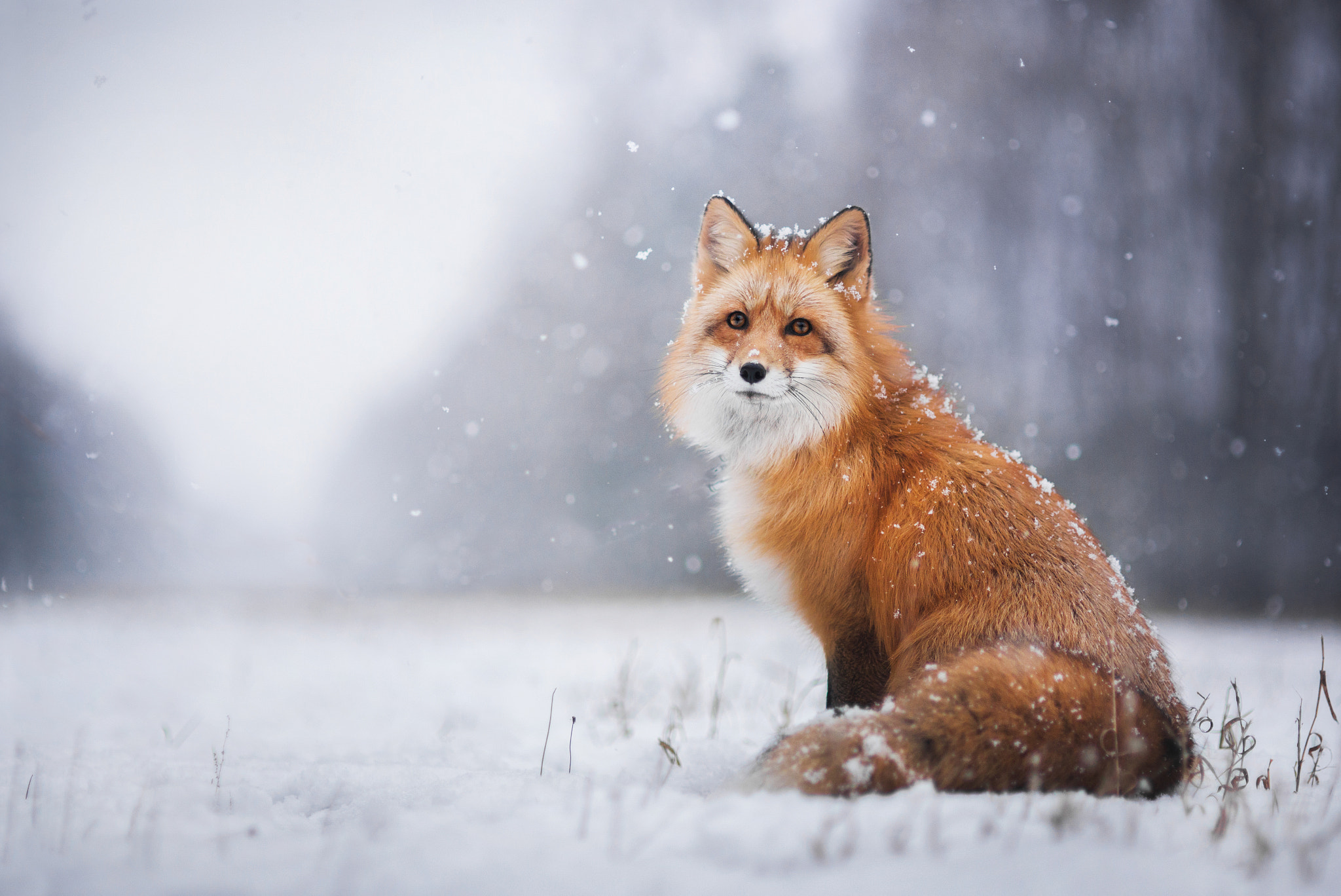 Nikon D610 + Sigma 85mm F1.4 EX DG HSM sample photo. Winter photography