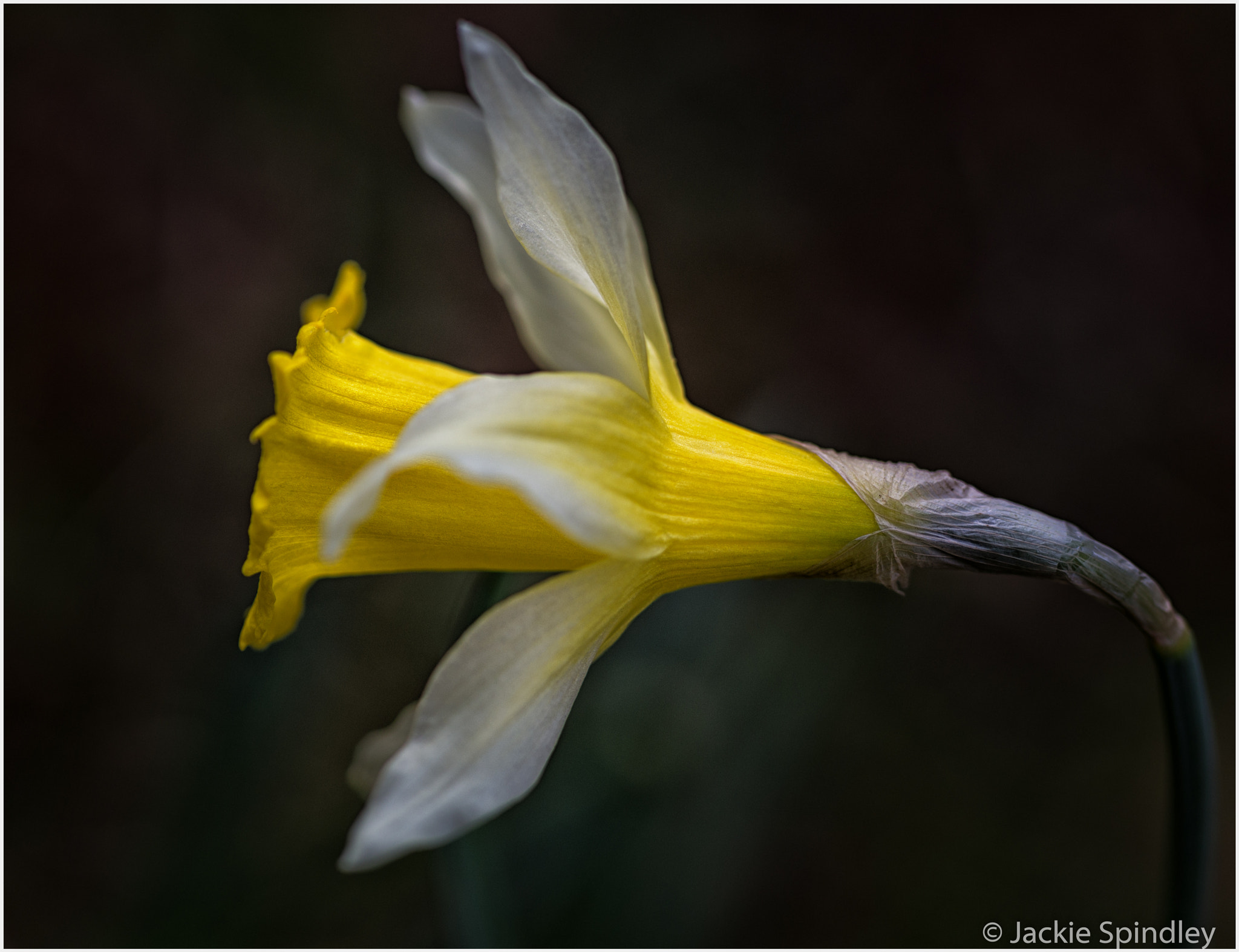 Sigma 70mm F2.8 EX DG Macro sample photo. An early daffodil photography