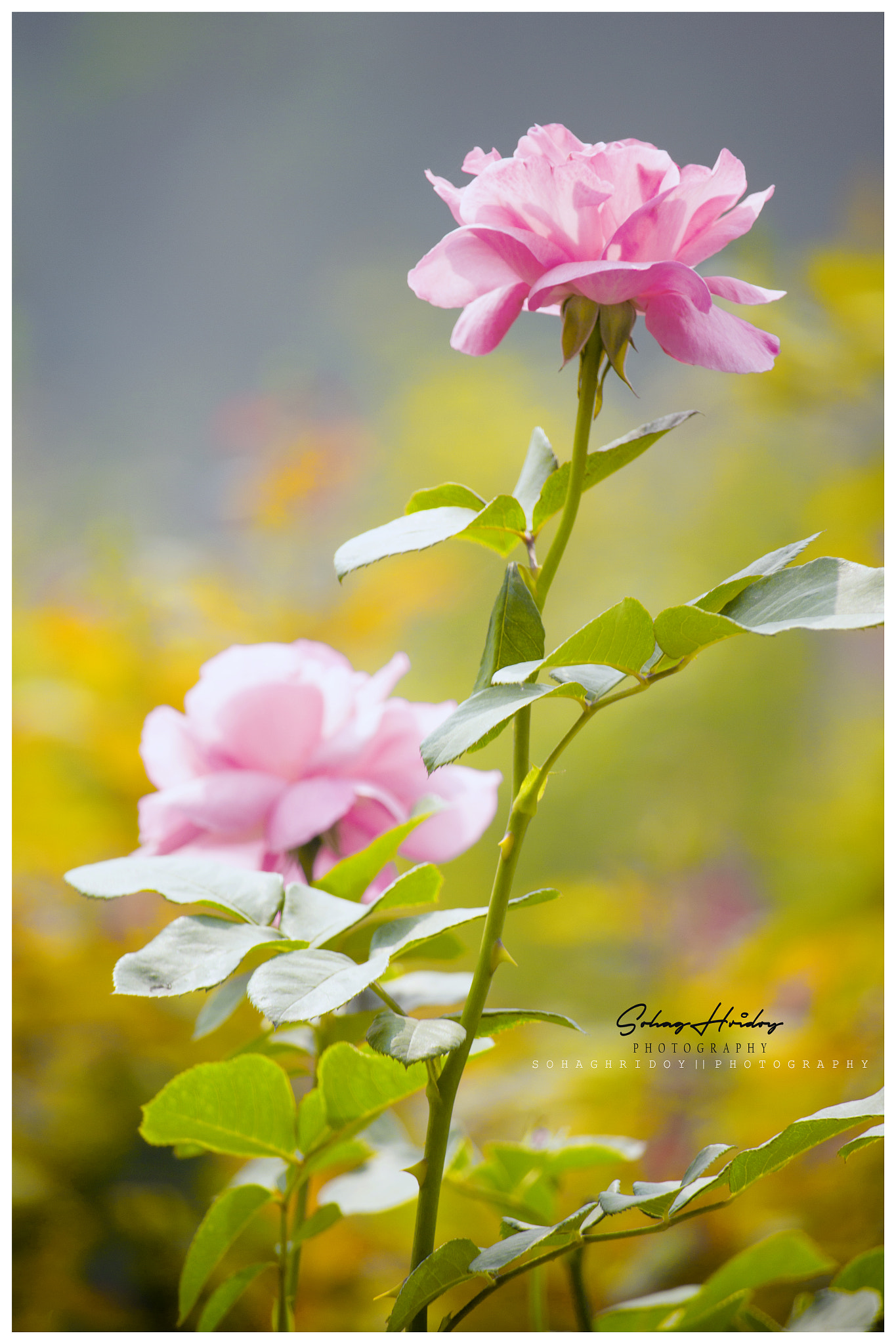 Canon EOS 60D sample photo. Flower photography