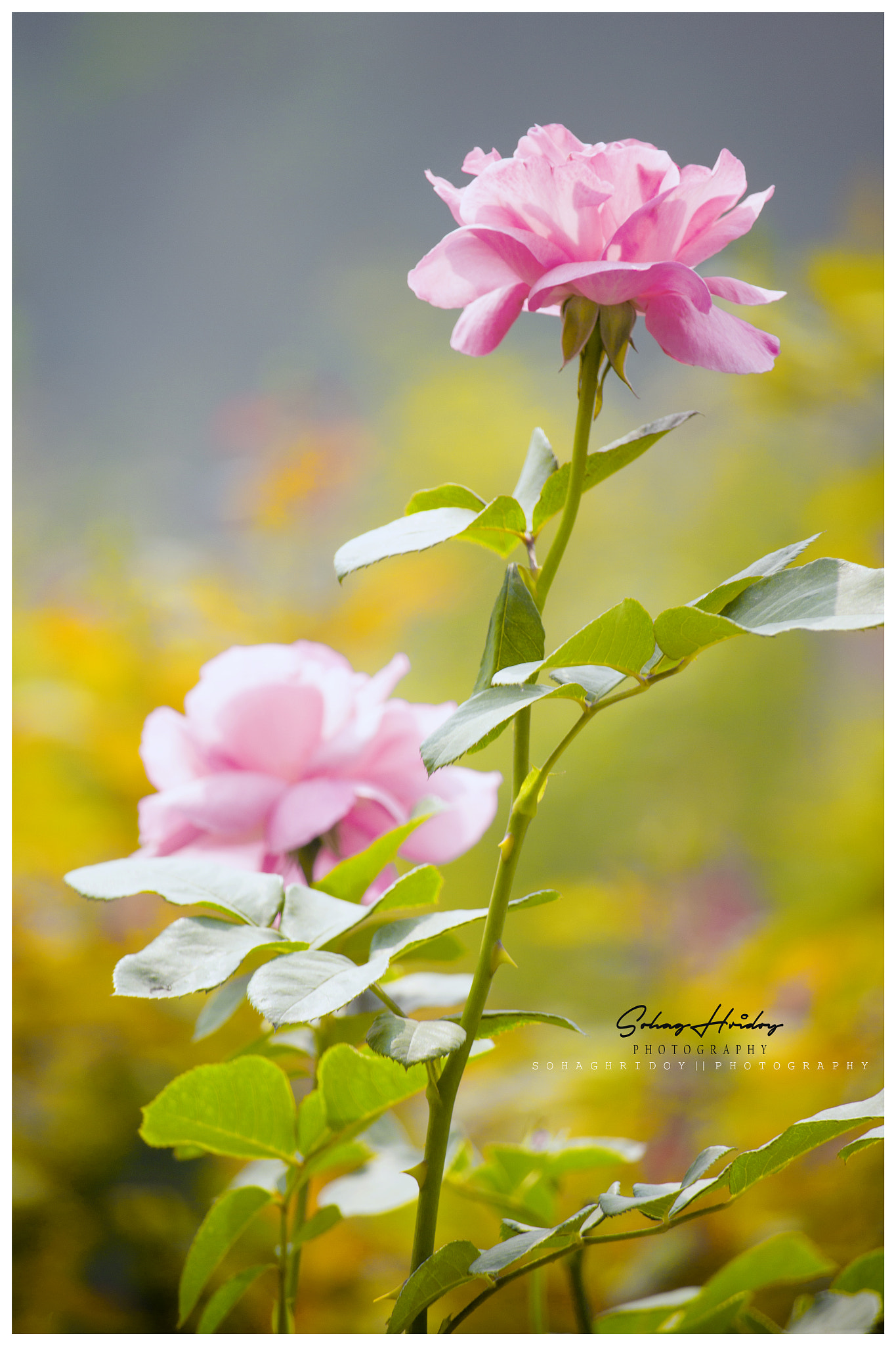 Canon EF-S 55-250mm F4-5.6 IS STM sample photo. Flower photography