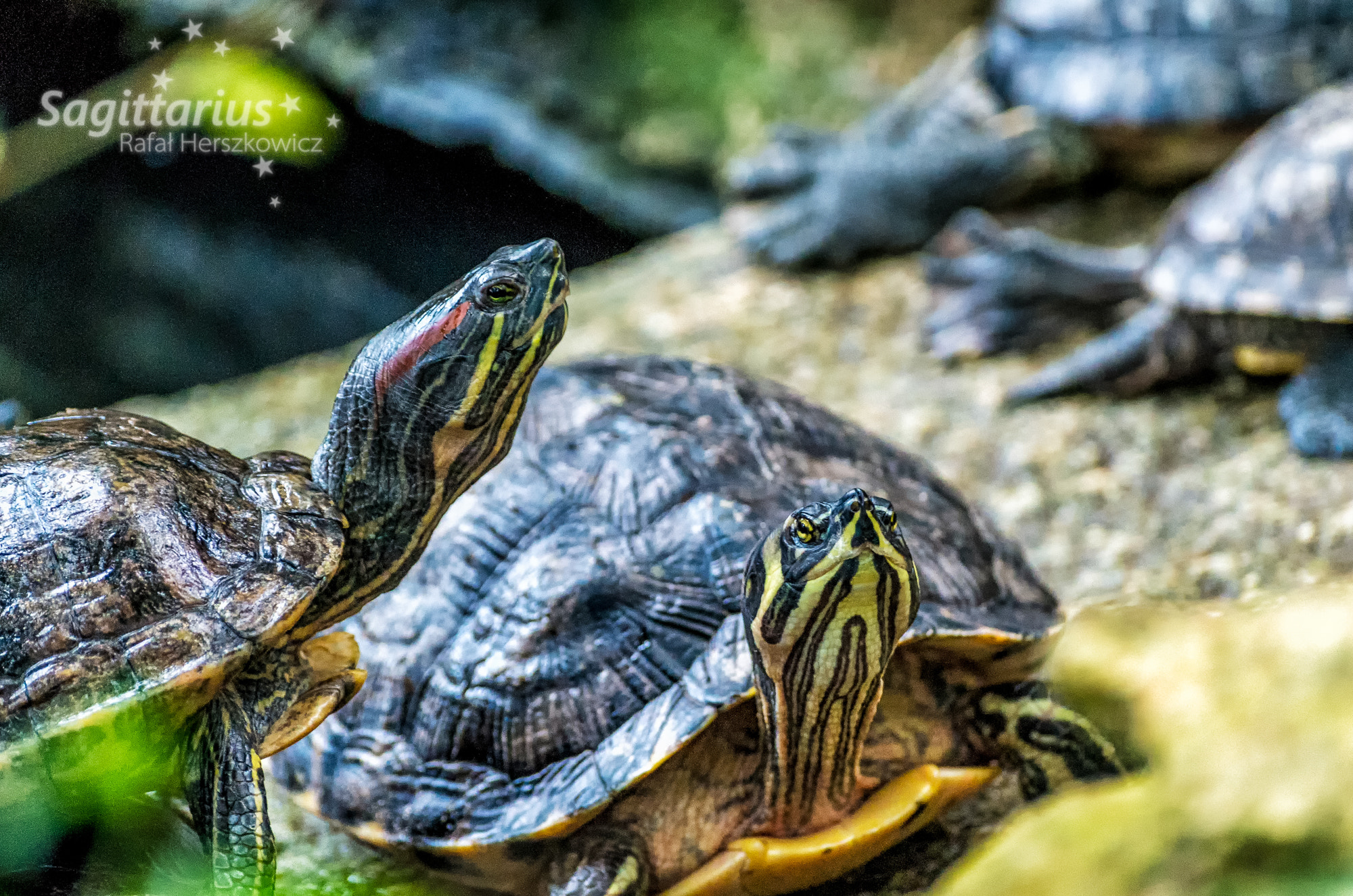 Pentax K-30 sample photo. Turtles (49/365) photography