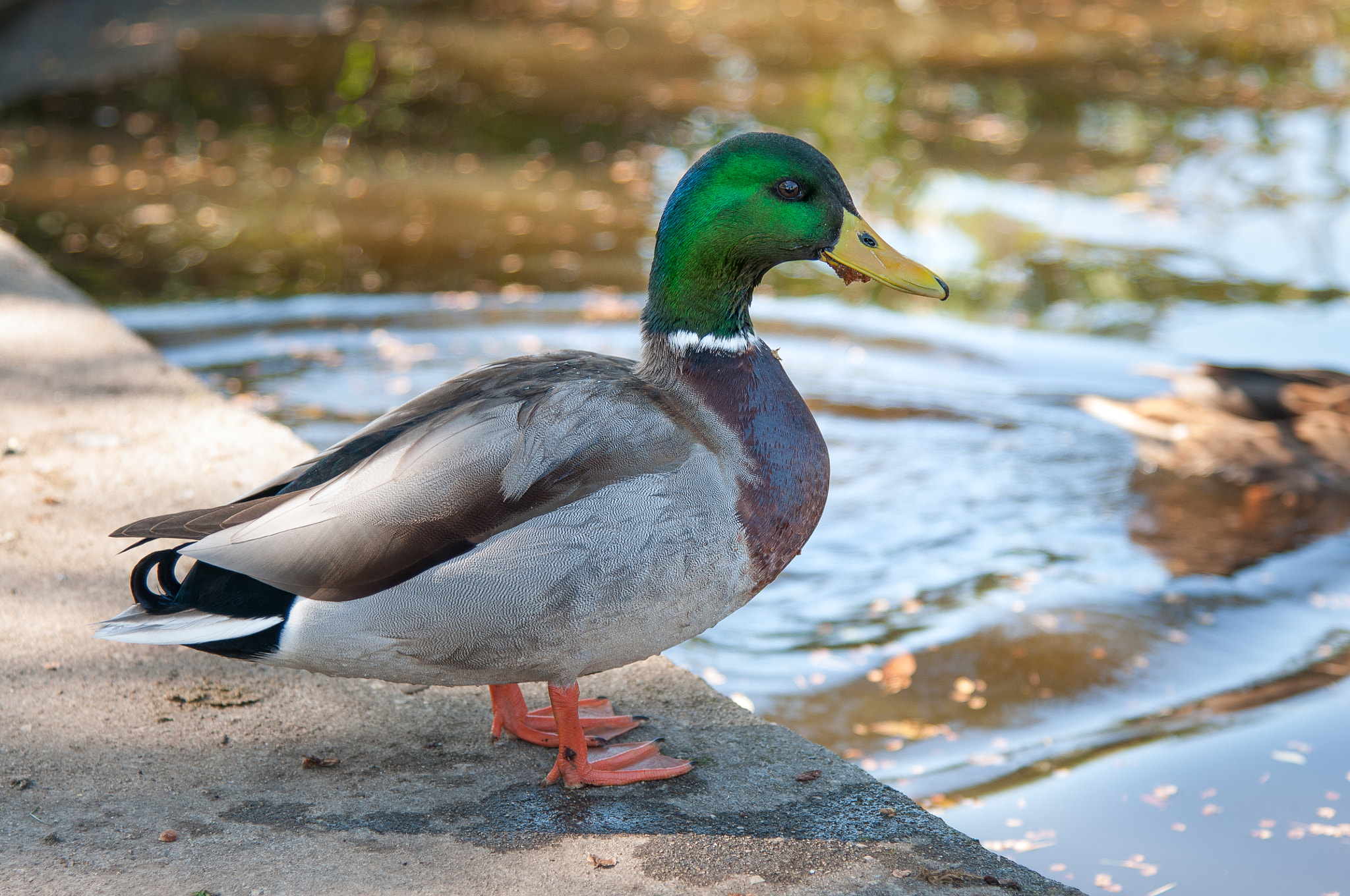 Nikon AF-S Nikkor 24-120mm F4G ED VR sample photo. Duck photography