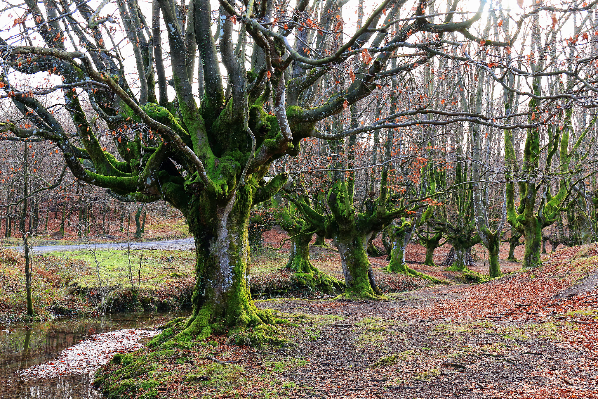 Canon EF 24-70mm F4L IS USM sample photo. The beautiful forest (xi) photography