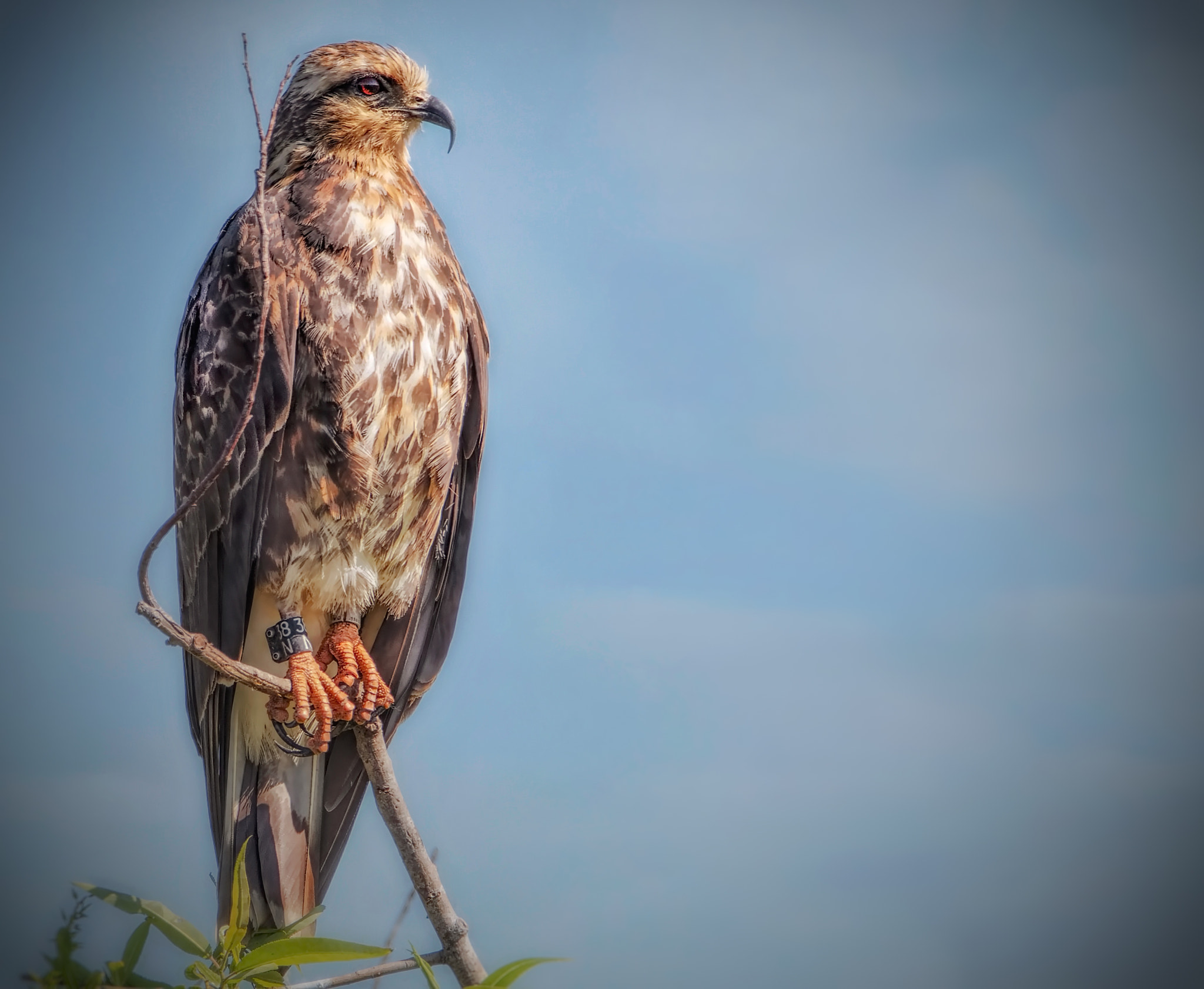 Nikon D500 + Sigma 50mm F2.8 EX DG Macro sample photo. Snail kite… photography