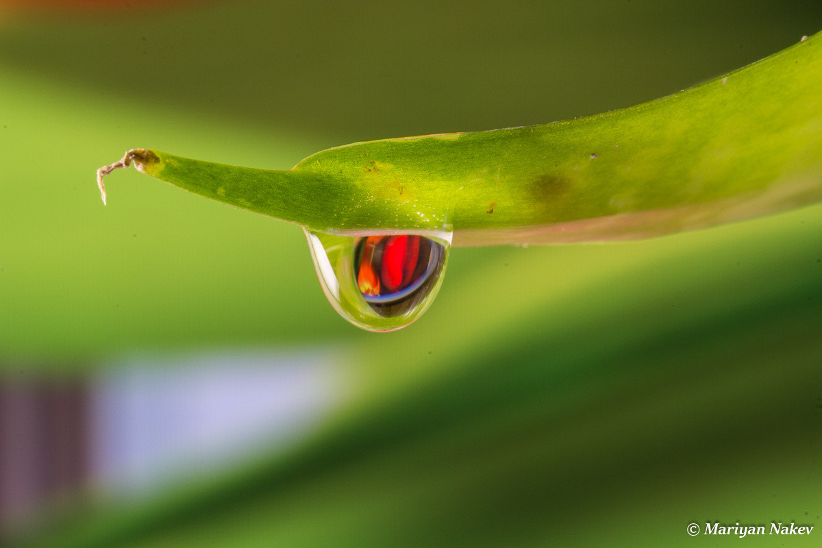 Sigma 105mm F2.8 EX DG OS HSM sample photo. Img photography