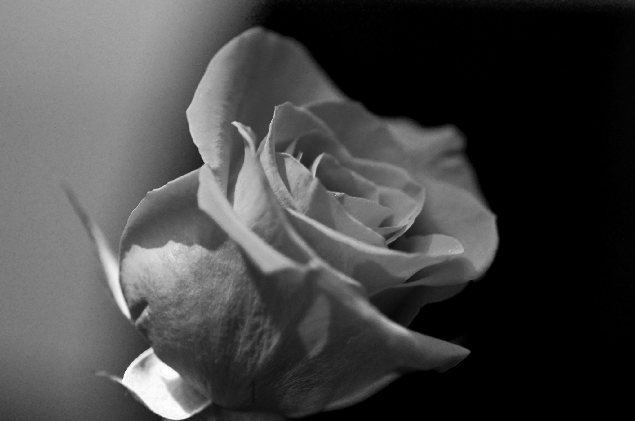Nikon D5000 sample photo. Rose photography