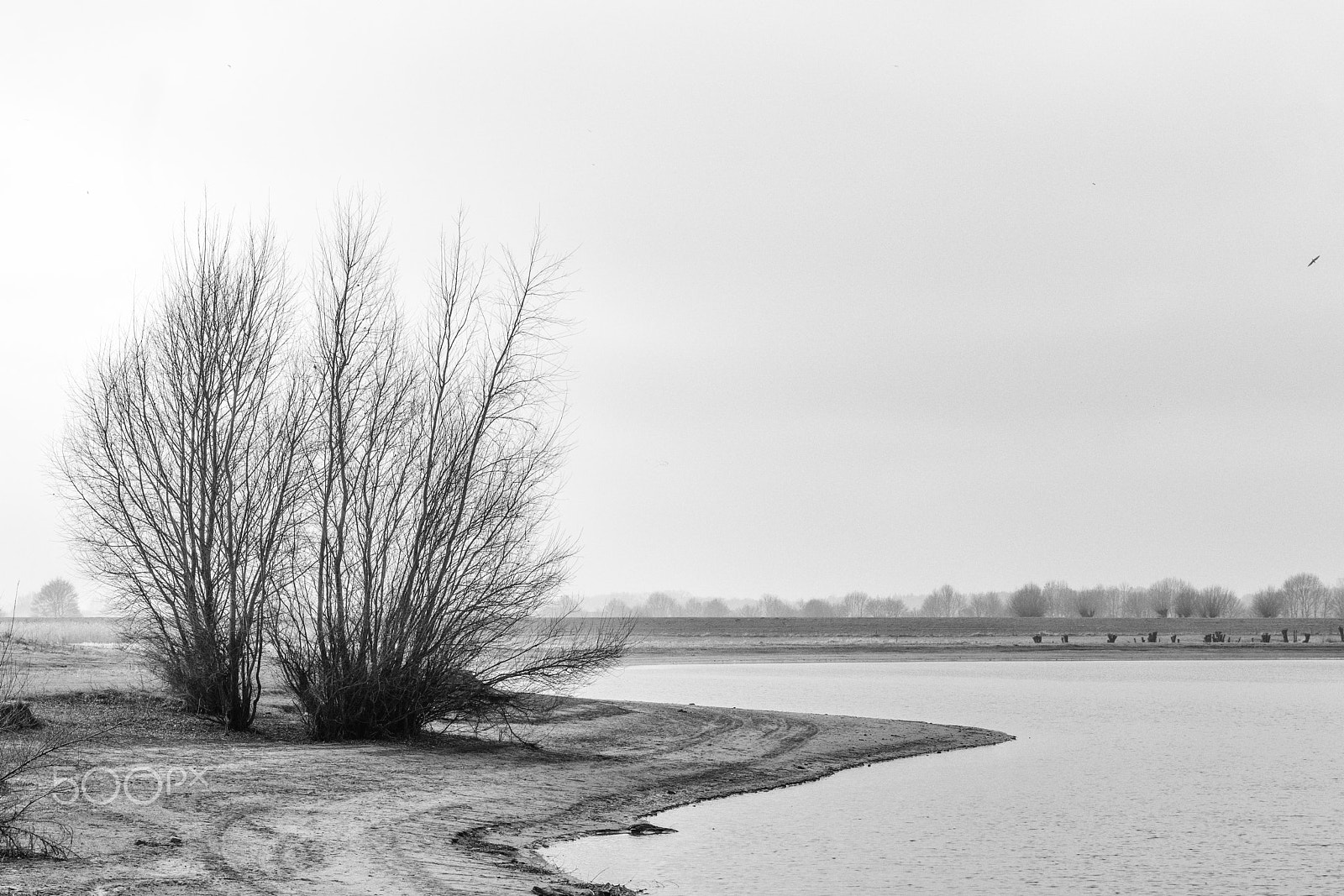 Sony a6300 + Sony Sonnar T* FE 55mm F1.8 ZA sample photo. Trees on a sandy beach, wilp, the netherlands photography