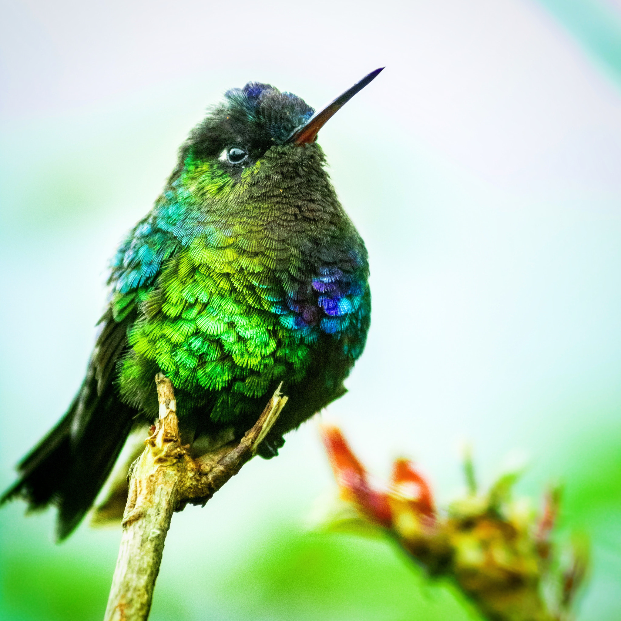 Canon EF 300mm F4L IS USM sample photo. Taken a costa rican highlands  photography