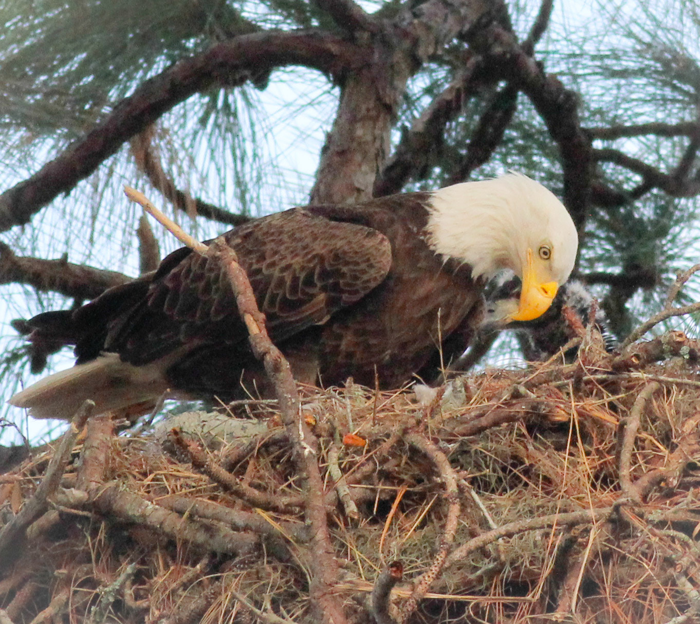 Canon EF 400mm F5.6L USM sample photo. Baby eaglet snuggles close photography