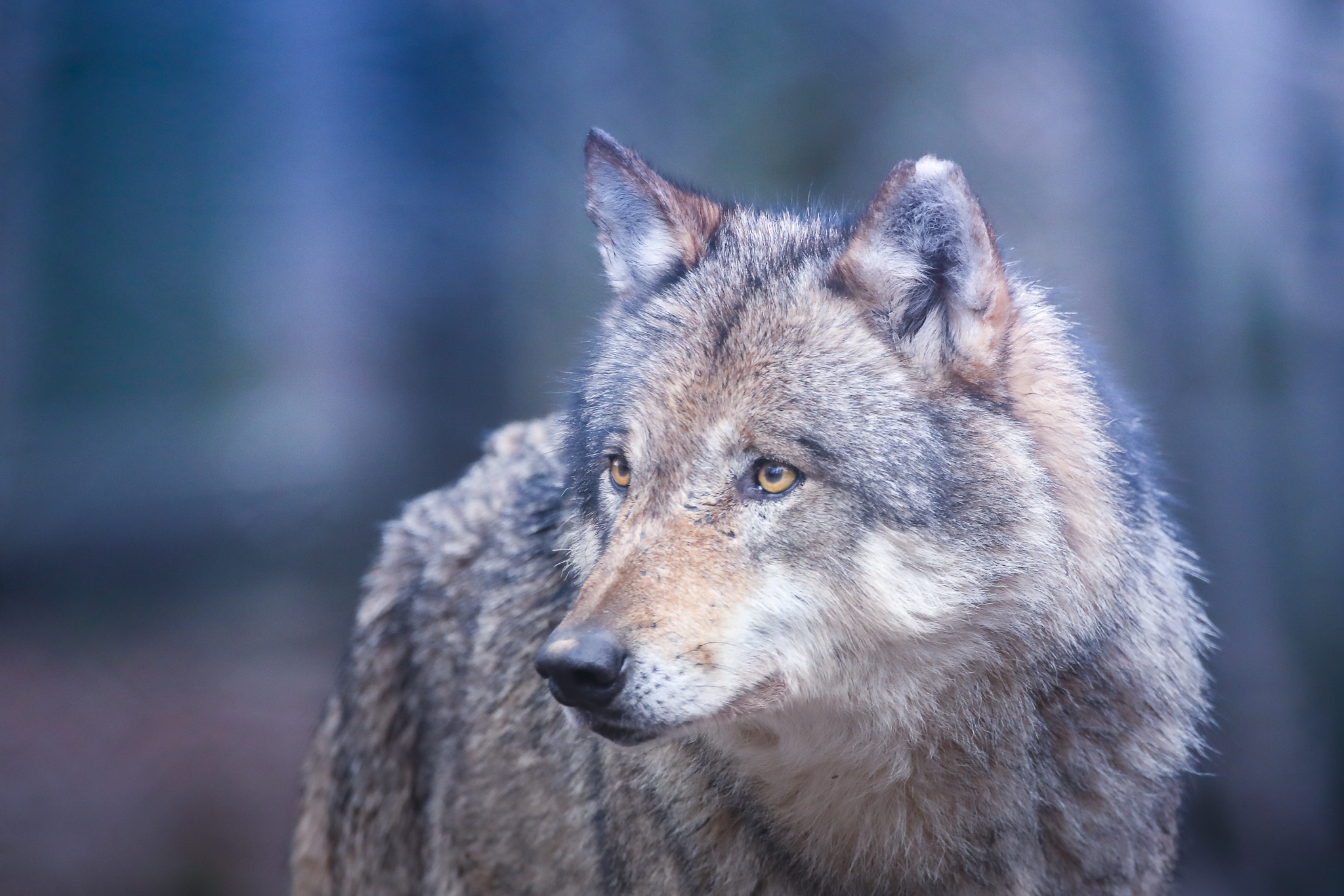 150-600mm F5-6.3 DG OS HSM | Contemporary 015 sample photo. -the wolfmother- photography