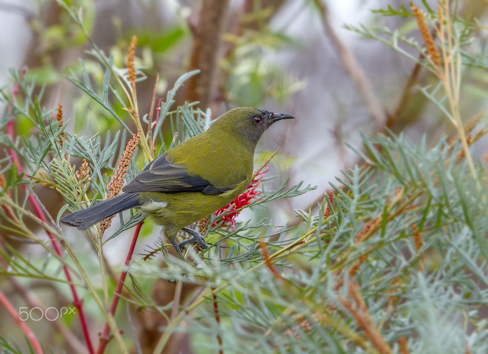 Tamron SP 150-600mm F5-6.3 Di VC USD sample photo. Bellbird photography