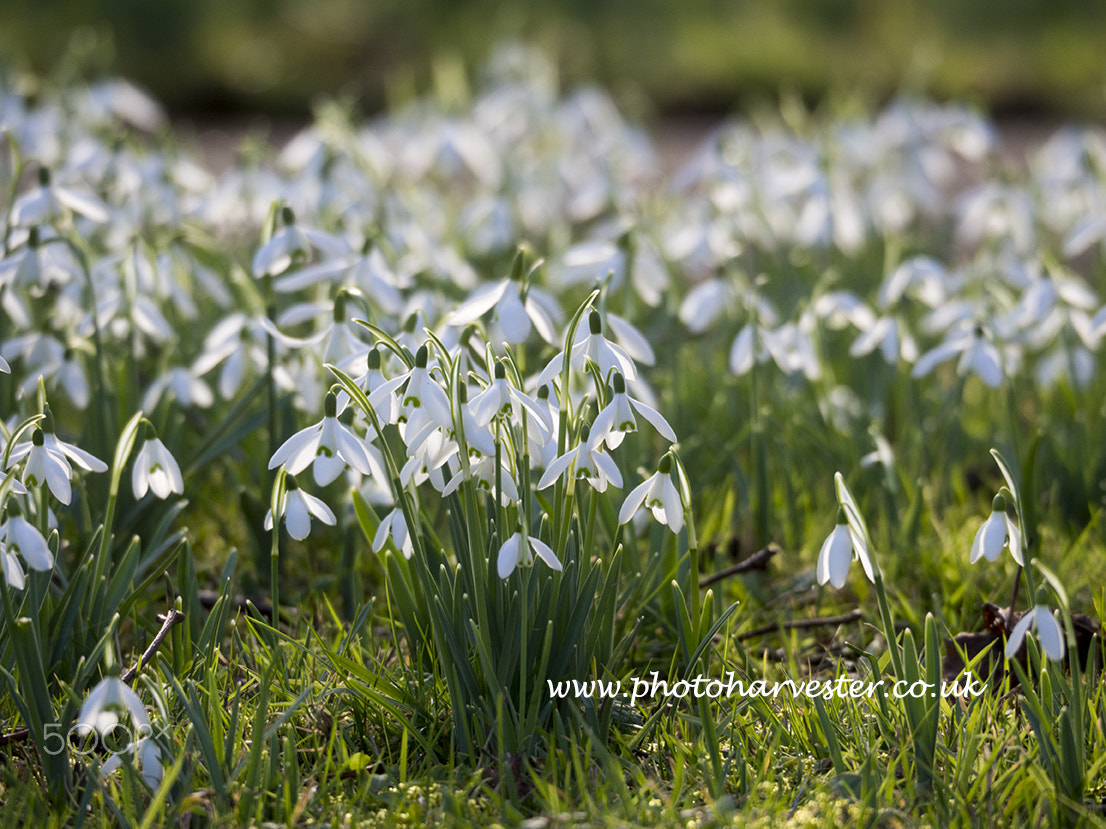 Olympus OM-D E-M10 sample photo. Snowdrops in an english churchyard photography