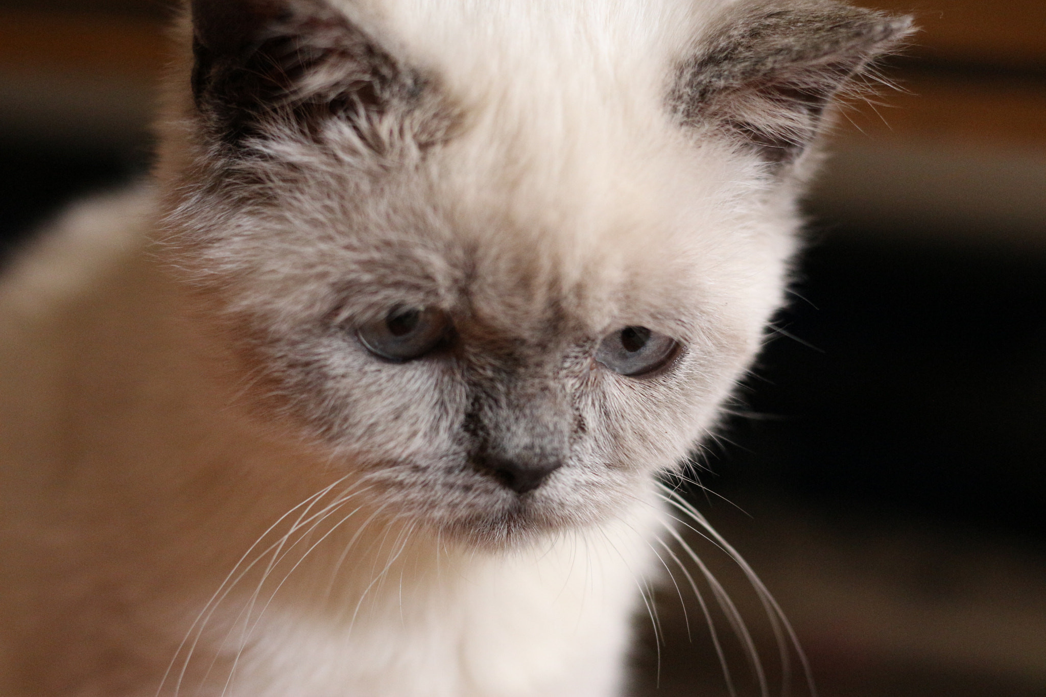 Canon EOS 650D (EOS Rebel T4i / EOS Kiss X6i) + Canon EF 50mm F1.8 STM sample photo. Kedi photography