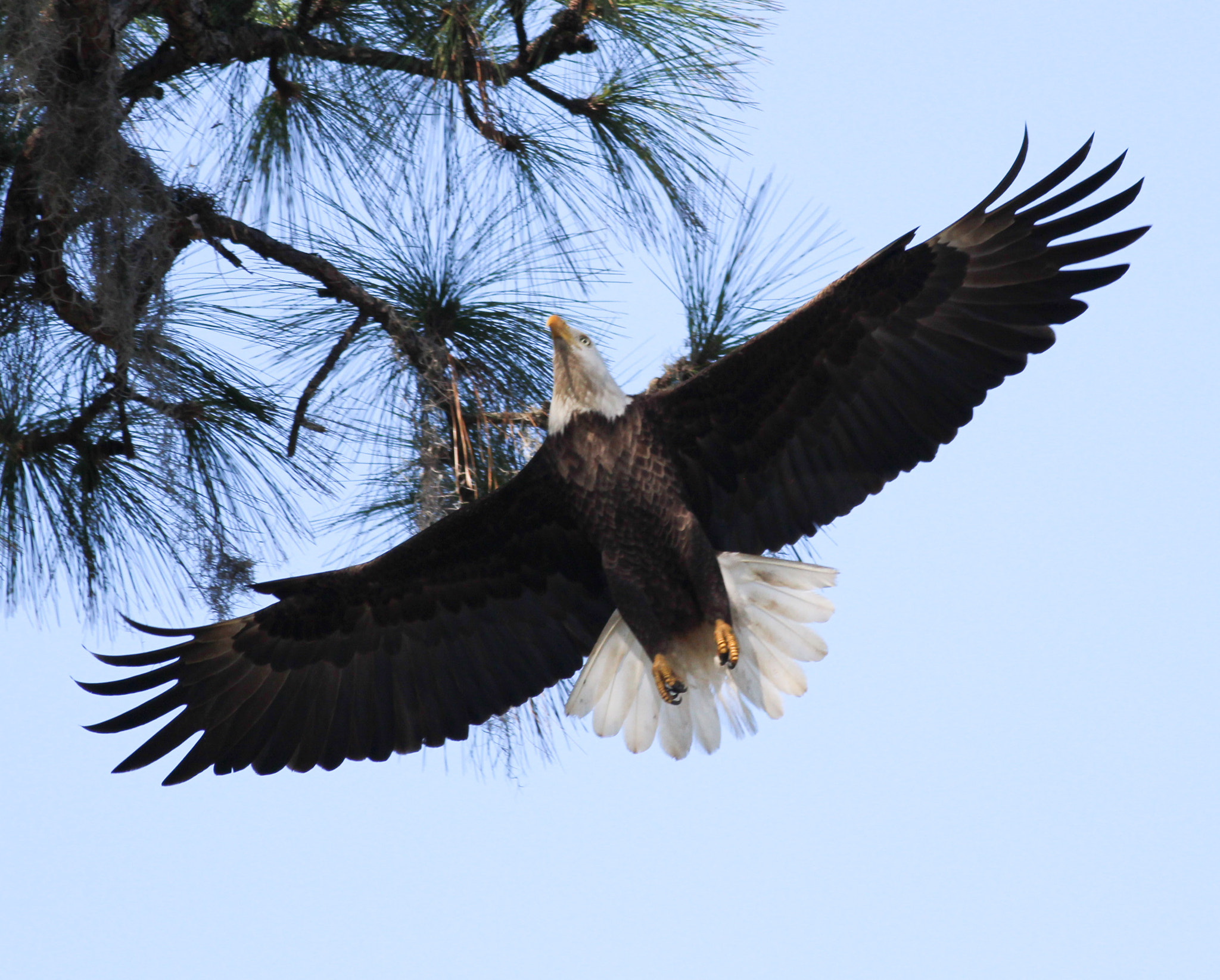 Canon EF 400mm F5.6L USM sample photo. Up photography