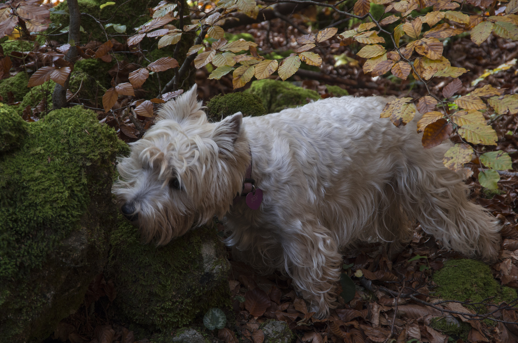 Pentax K-5 sample photo. My beautiful joy photography