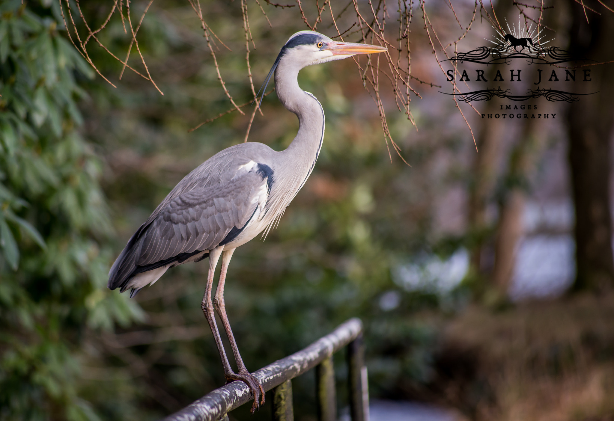 Sigma 70-300mm F4-5.6 APO DG Macro sample photo. Heron photography