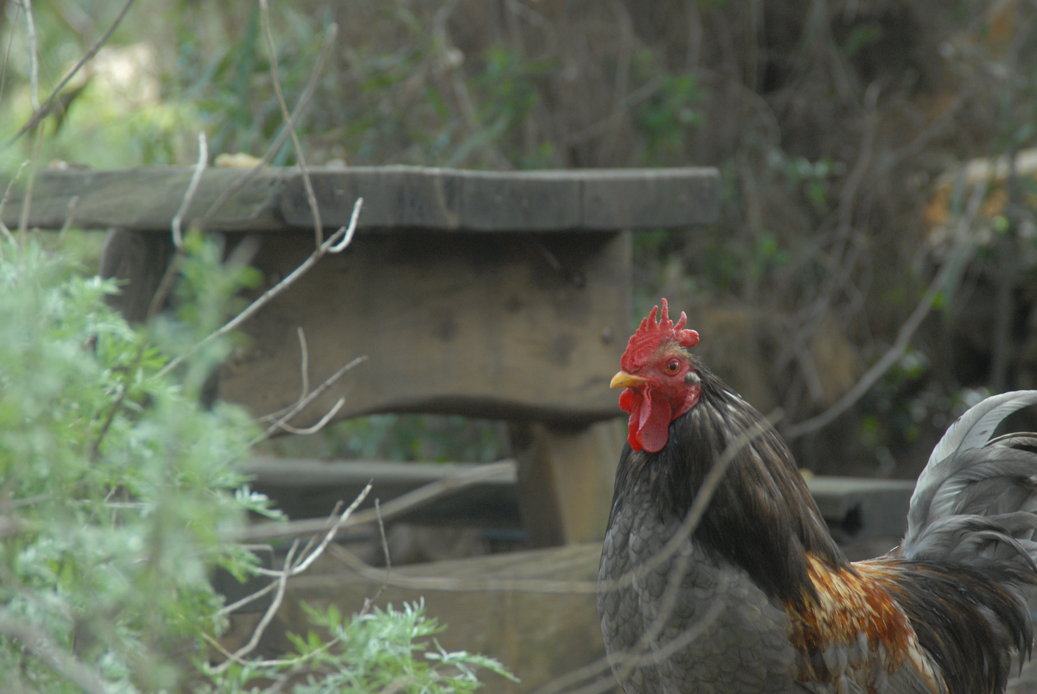 Nikon D200 sample photo. Chicken in the wild photography