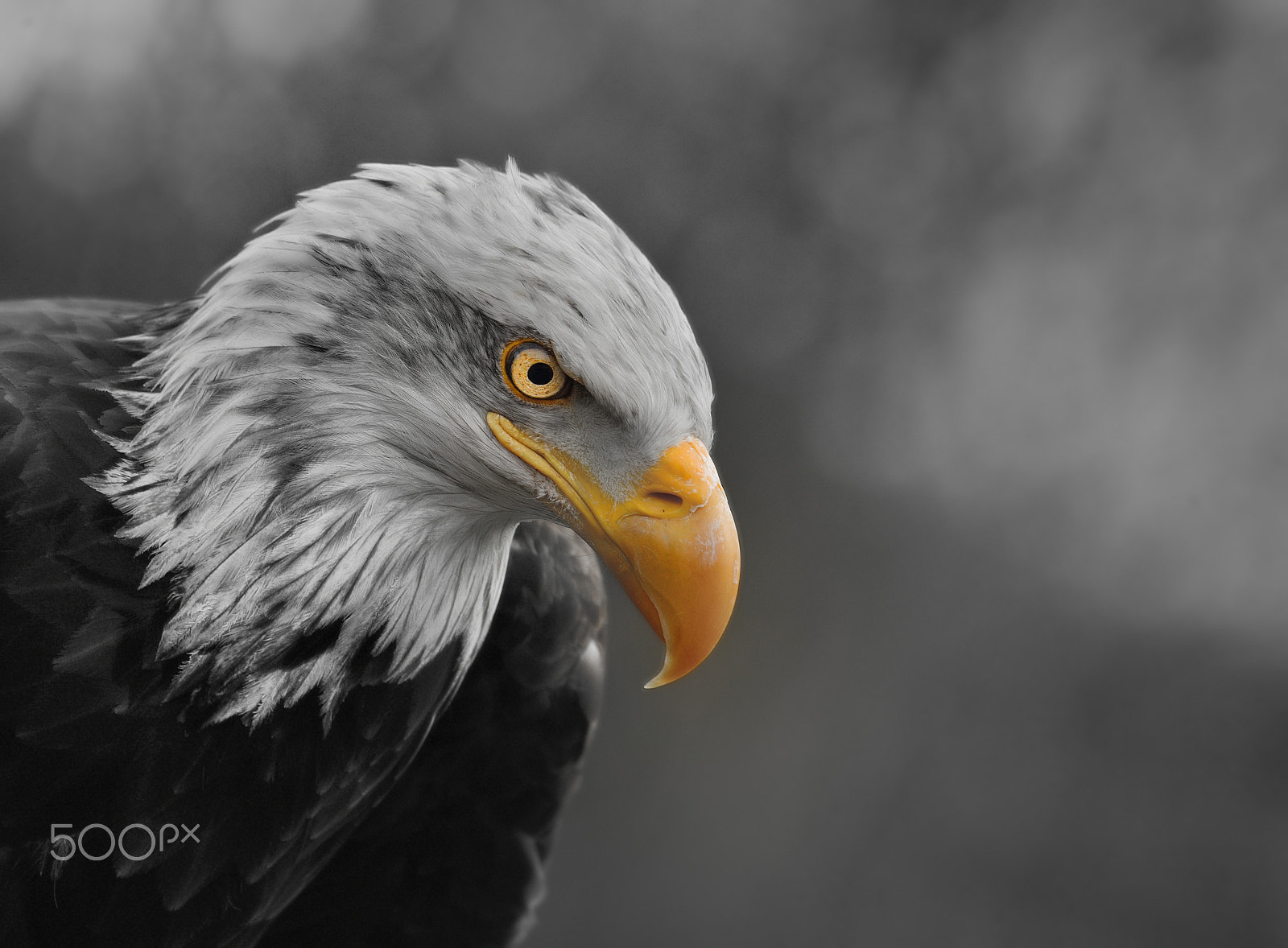 Nikon D800E sample photo. Pensive eagle photography