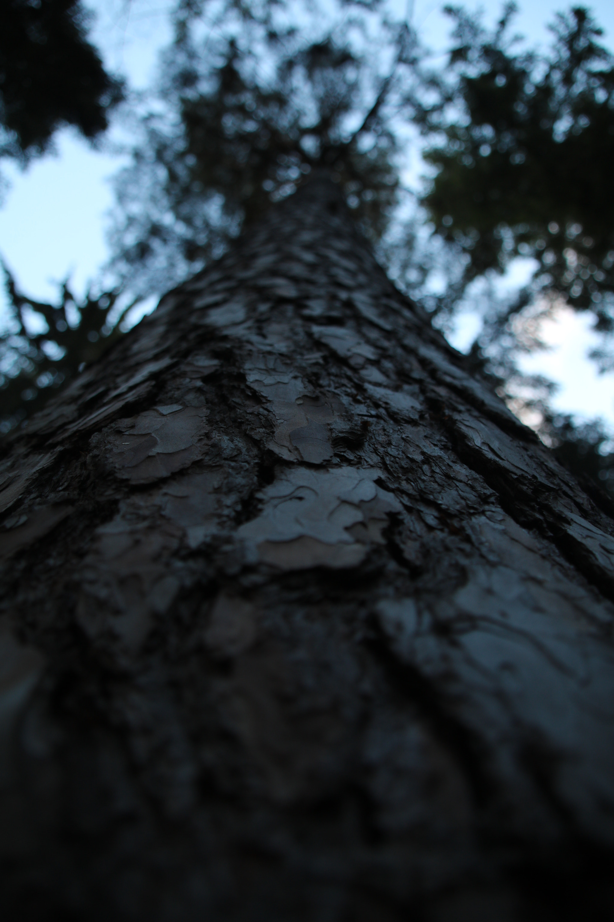 Canon EOS 750D (EOS Rebel T6i / EOS Kiss X8i) + Canon TS-E 90mm F2.8 Tilt-Shift sample photo. Tree in the blackforest photography