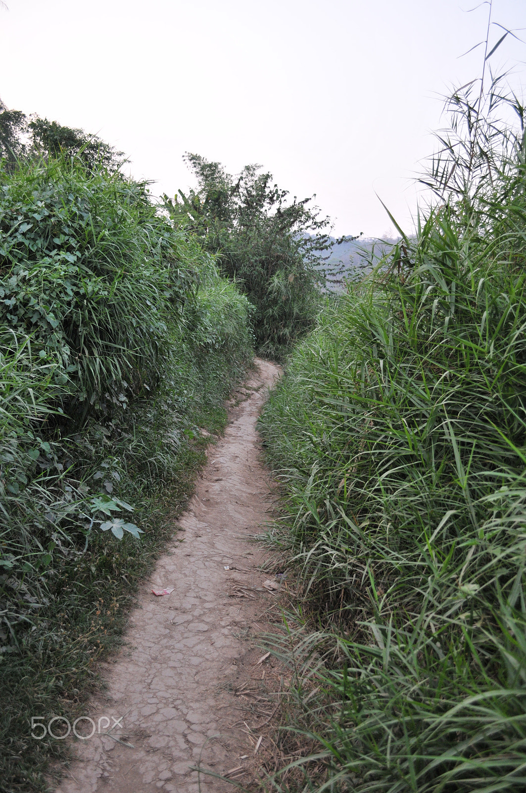 Nikon D300S sample photo