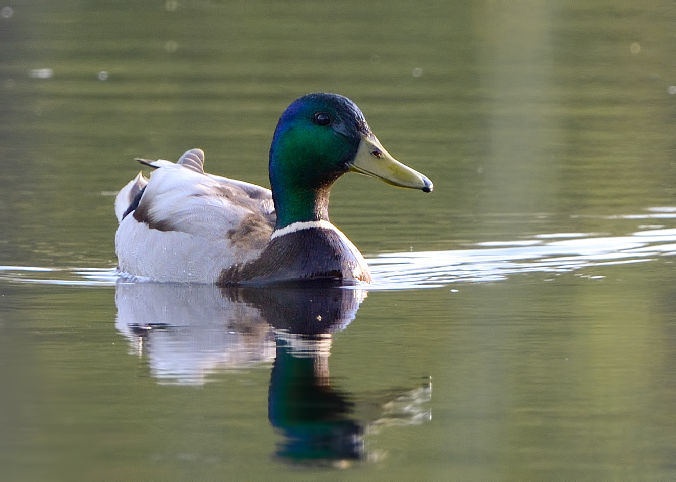 Nikon D800E + Nikon AF-S Nikkor 500mm F4G ED VR sample photo. Male mallard photography