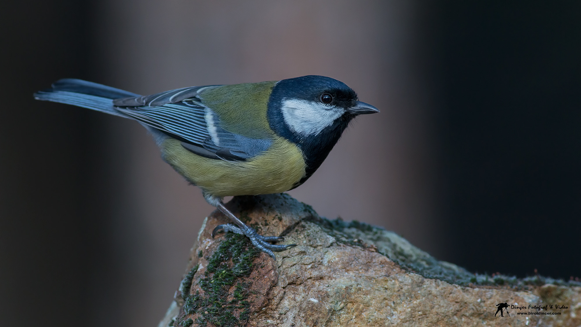 Canon EOS 70D + Canon EF 400mm F5.6L USM sample photo. Büyük baştankara (great tit) photography