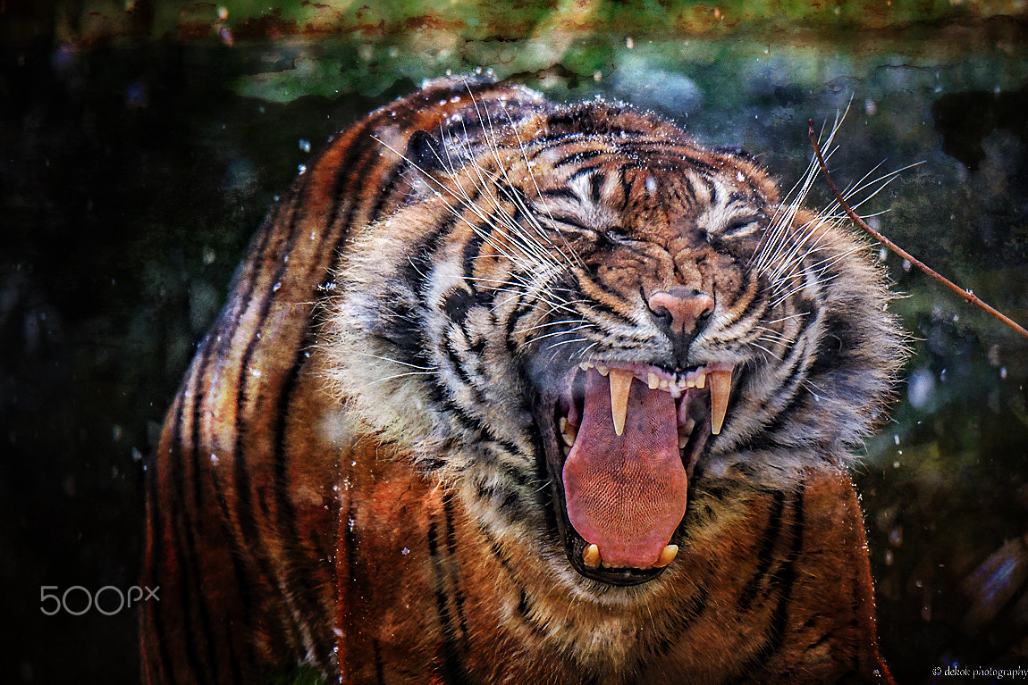 Nikon D500 sample photo. Art portrait photography