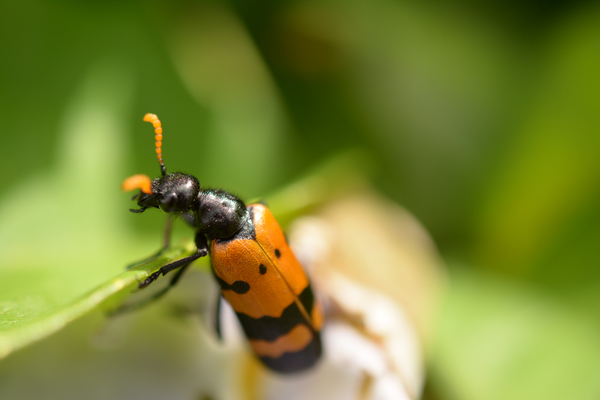 Nikon AF-S DX Micro Nikkor 40mm F2.8 sample photo. Blister bbeetle photography