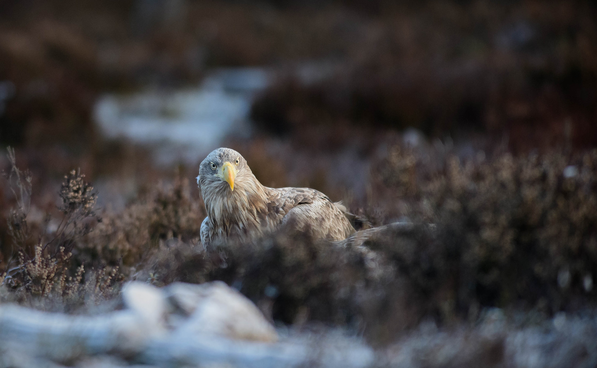 Nikon AF-S Nikkor 300mm F2.8G ED VR II sample photo. Stare photography