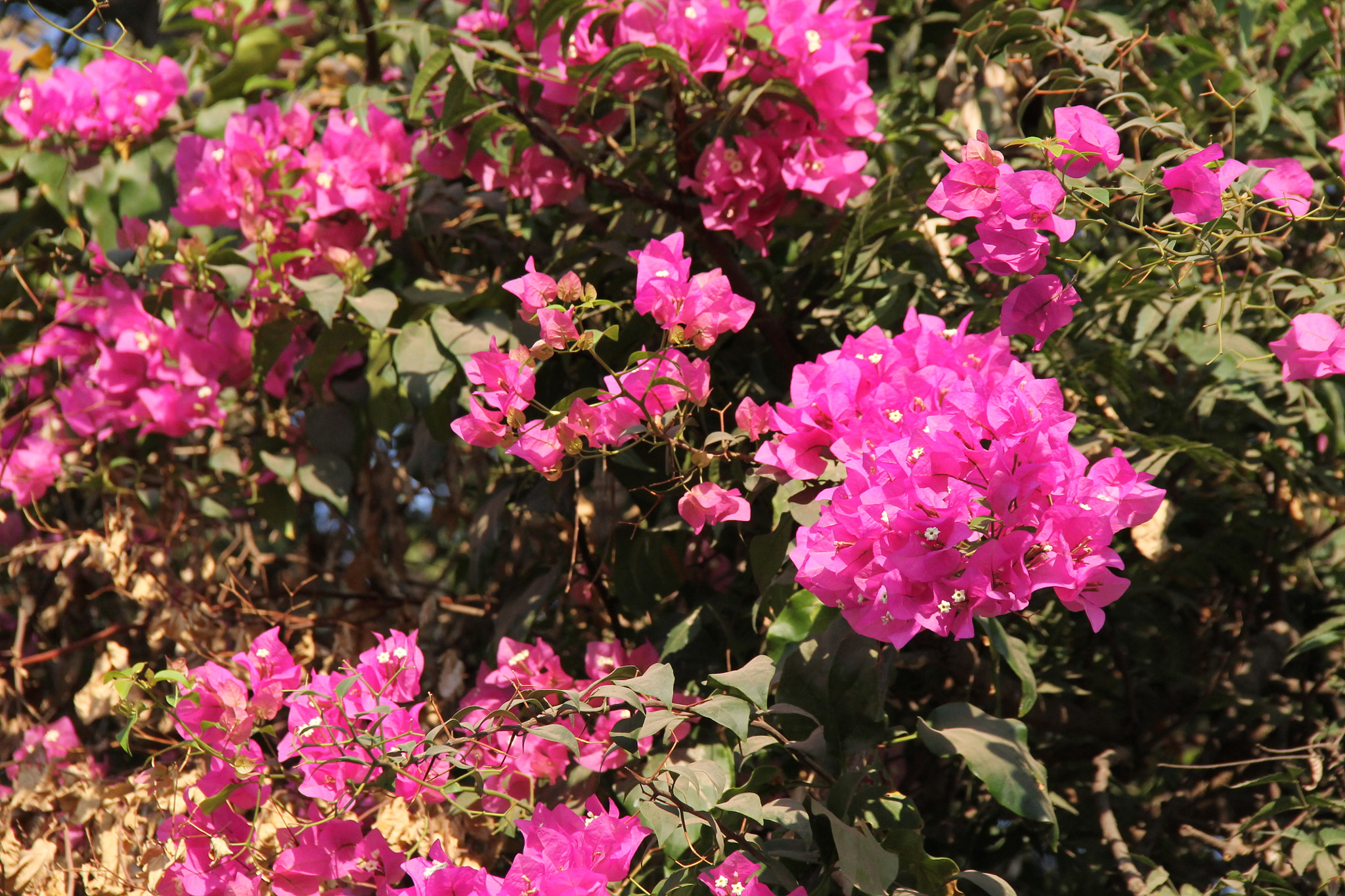 Canon EF-S 18-135mm F3.5-5.6 IS sample photo. Bougainvillea  photography