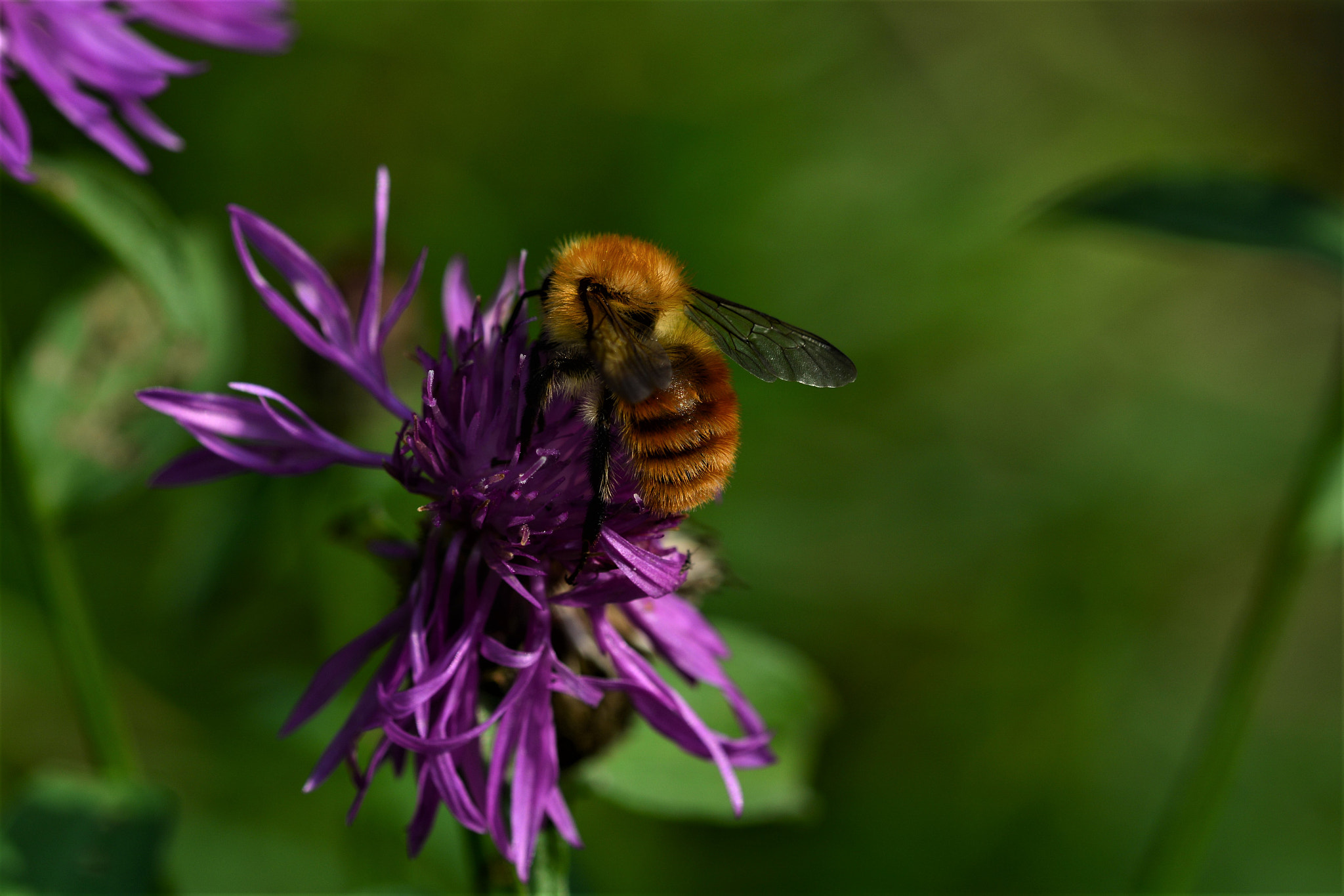 Sigma 105mm F2.8 EX DG OS HSM sample photo. B photography