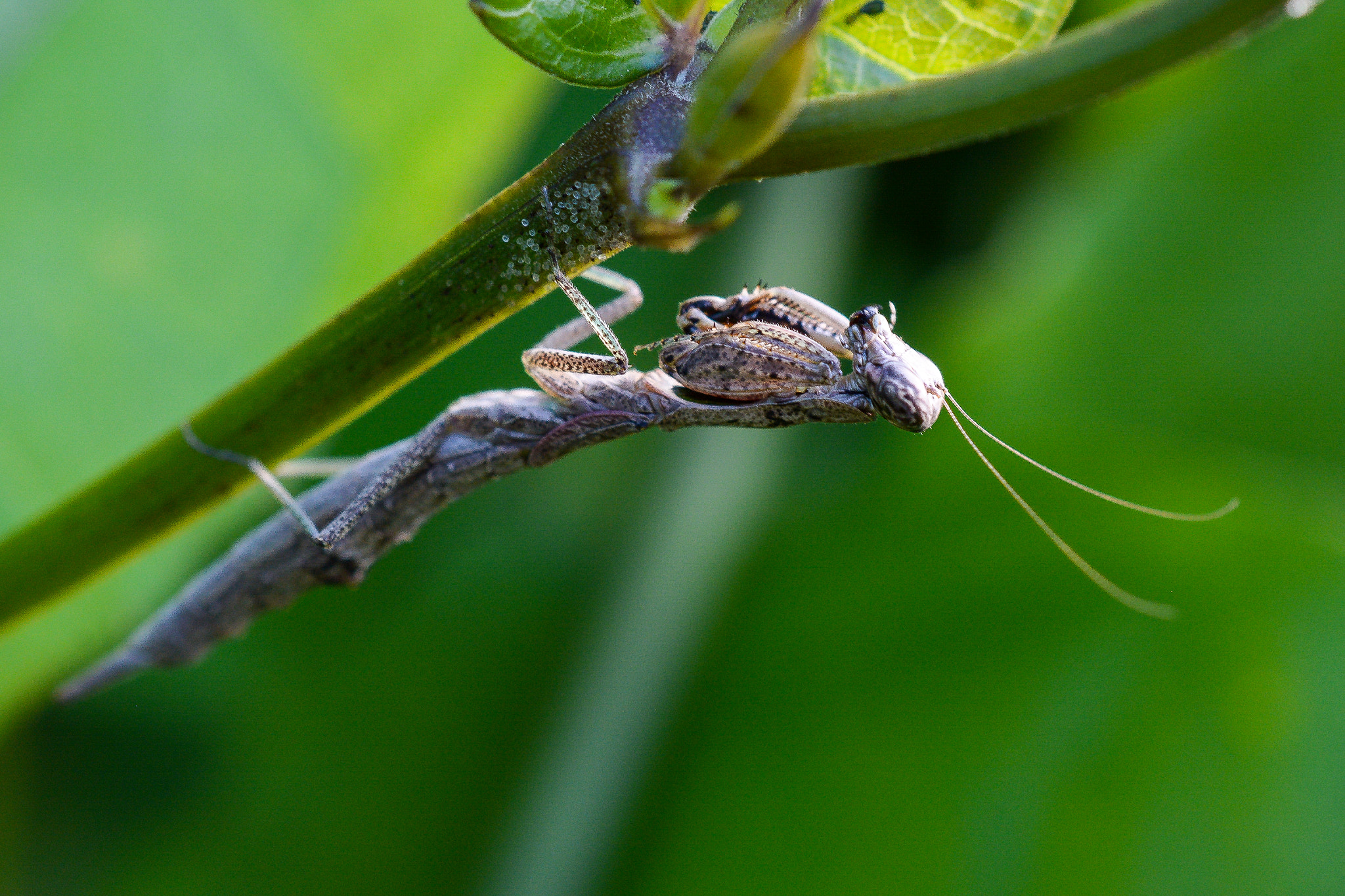 Nikon AF-S DX Micro Nikkor 40mm F2.8 sample photo. Mantis photography