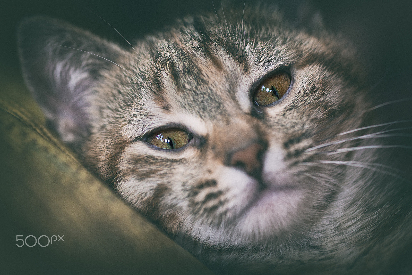 Canon EOS 5D Mark II + Sigma 105mm F2.8 EX DG Macro sample photo. Almost relaxed cat photography