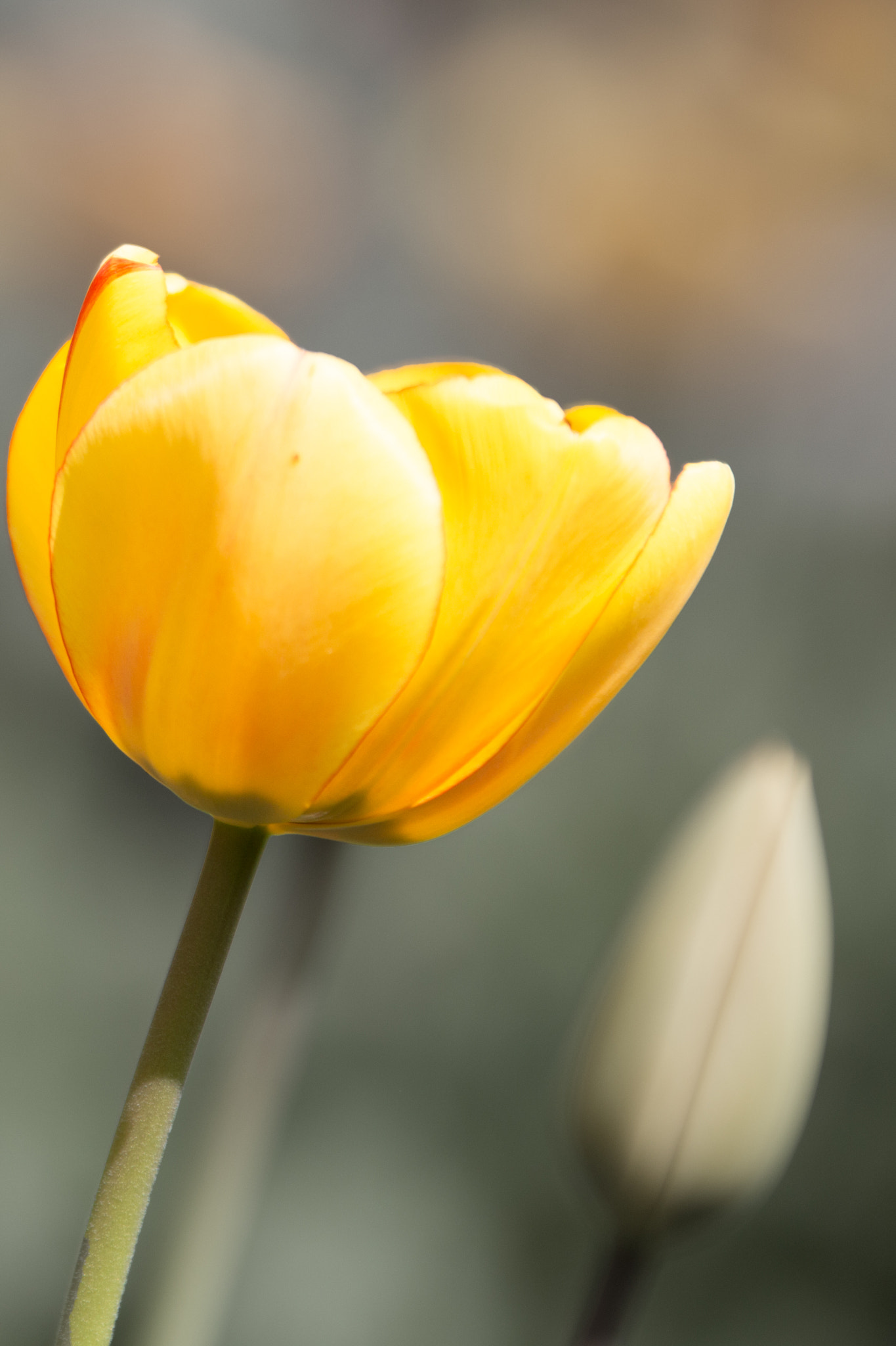 Sigma 70-200mm F2.8 EX DG OS HSM sample photo. Yellow photography