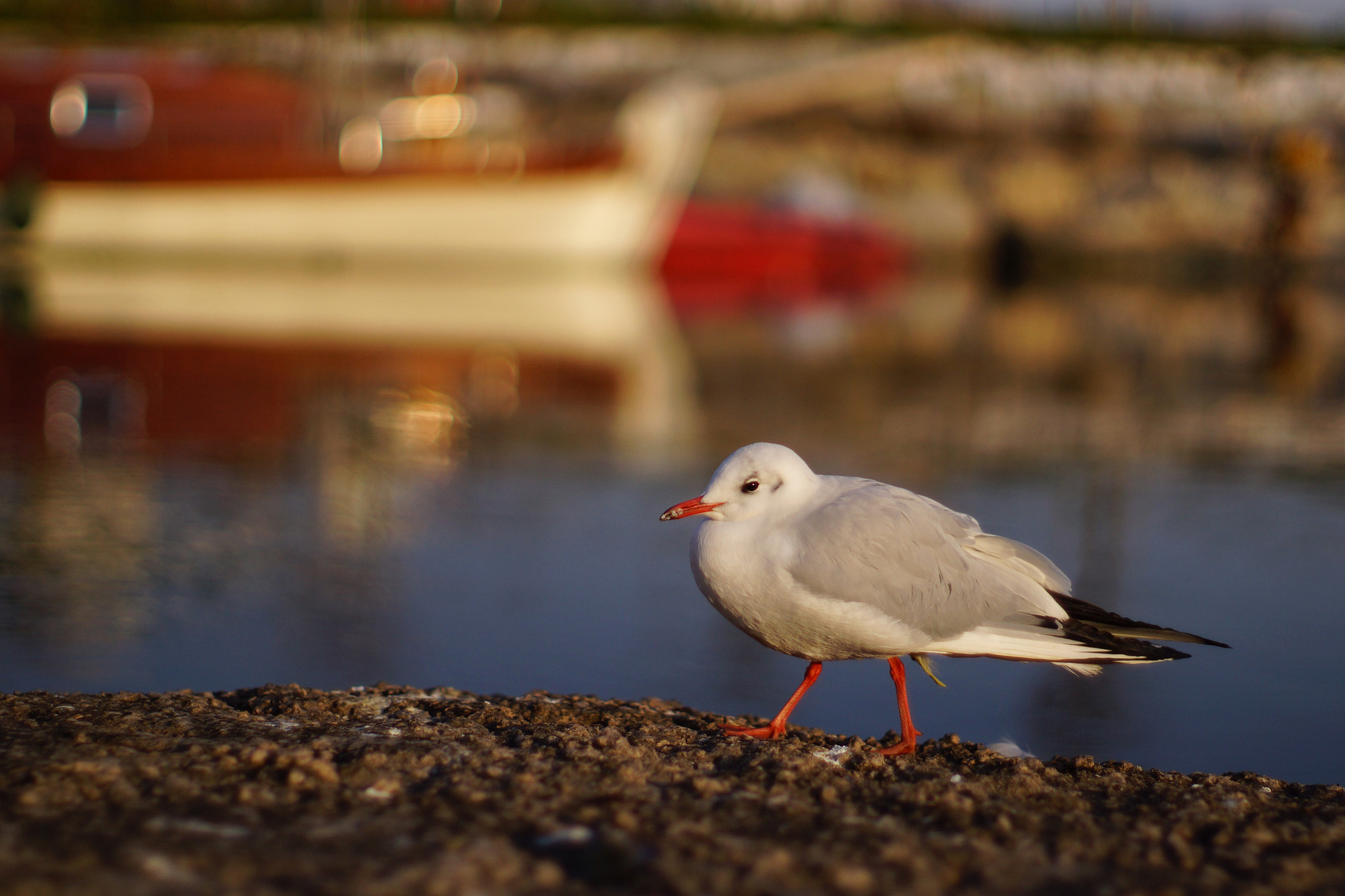 Sony SLT-A77 + Sony 50mm F1.4 sample photo. Lonely seagull photography