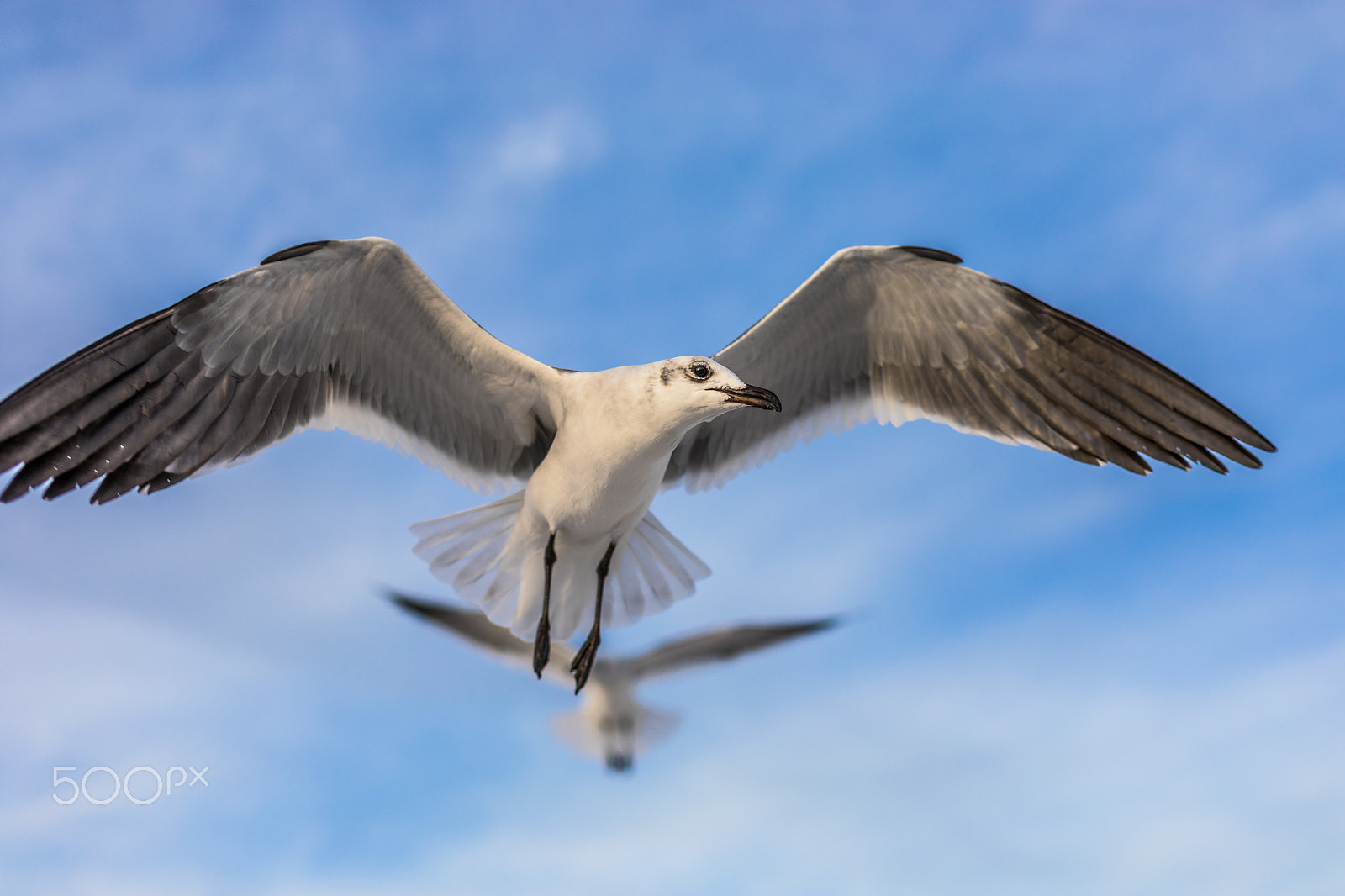 Canon EF 50mm F1.8 STM sample photo. Curious seagull photography