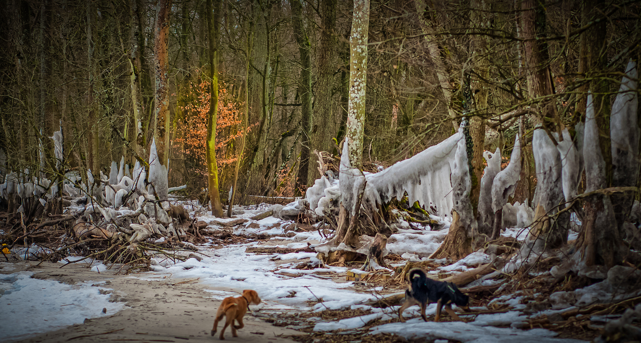 Canon EF 85mm F1.8 USM sample photo. Ice forest photography