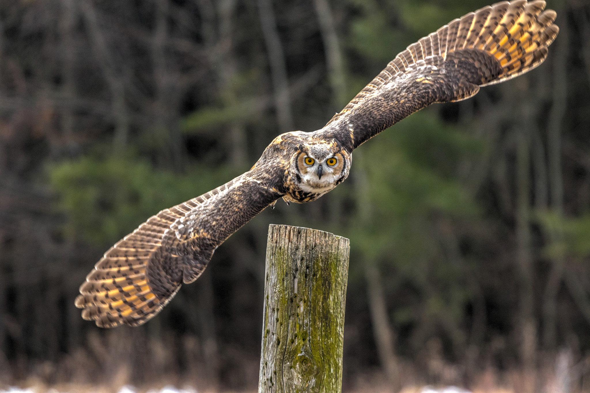 Canon EF 70-200mm F4L USM sample photo. Great horned in action photography