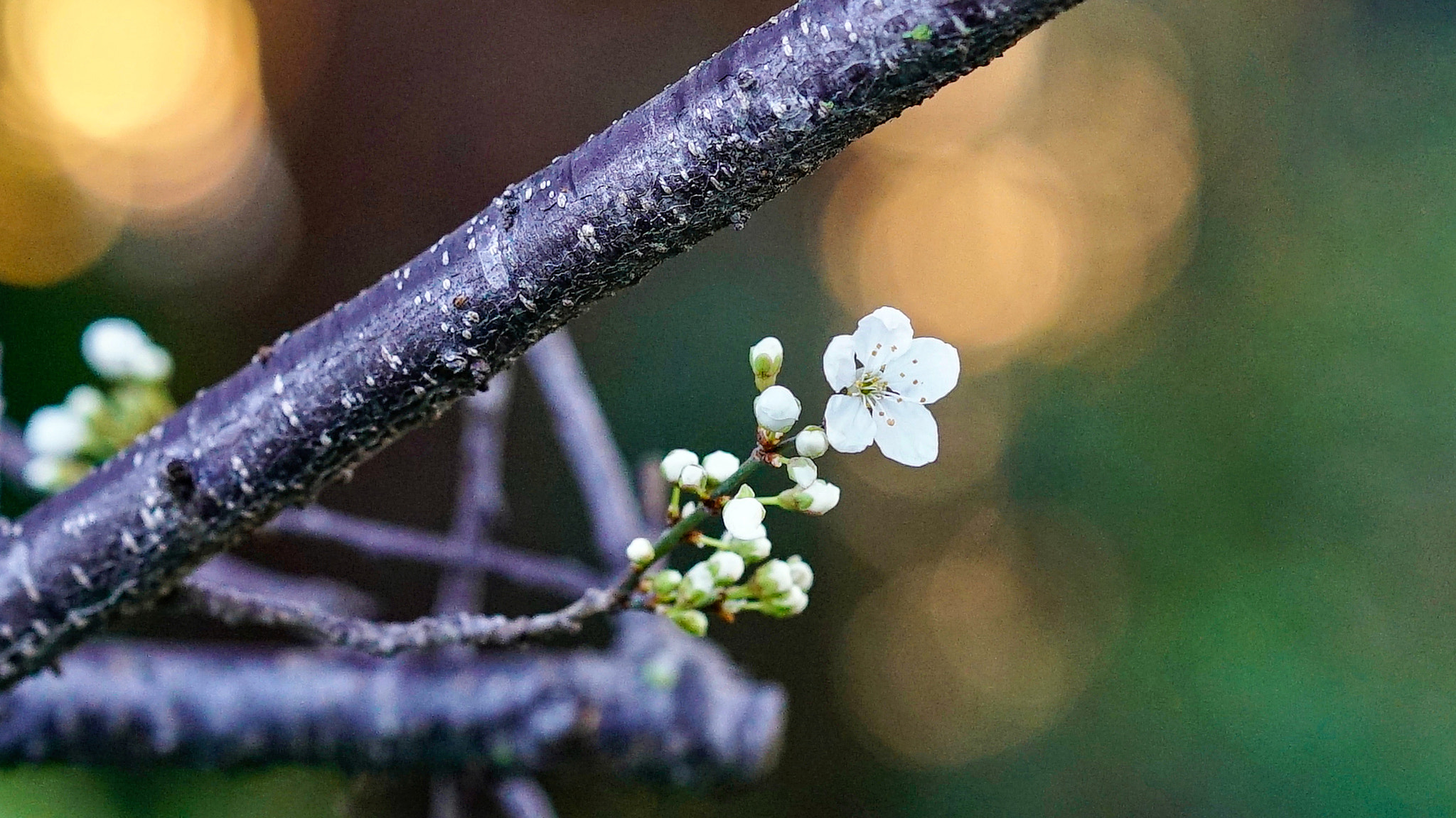 Sony a7S II + Sony FE 85mm F1.4 GM sample photo. Together photography