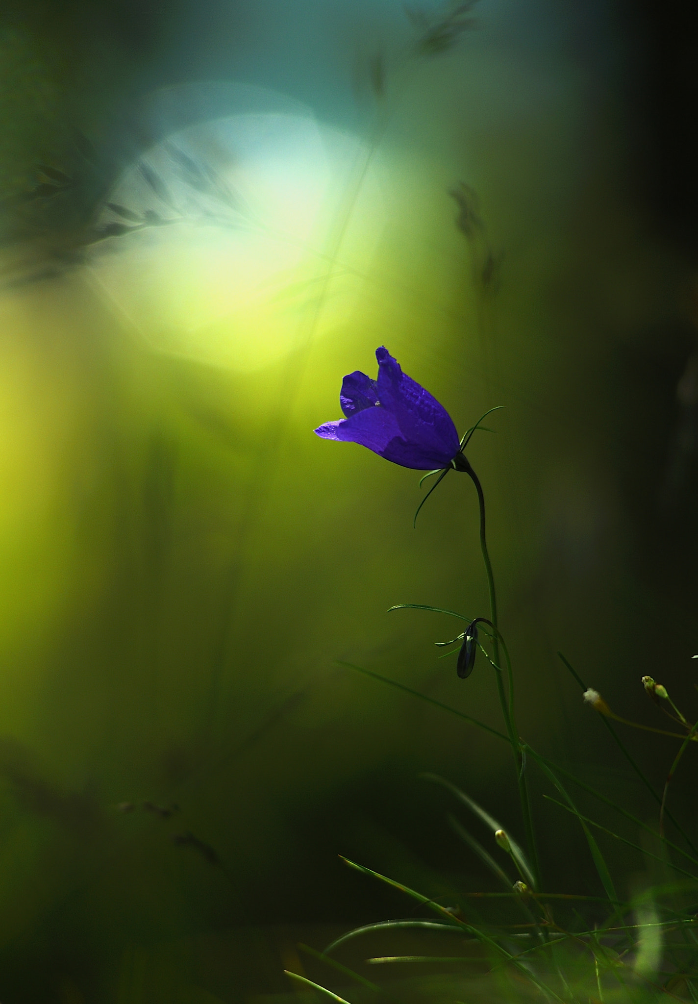 Nikon AF-Nikkor 80-200mm F2.8D ED sample photo. Ray of light. photography