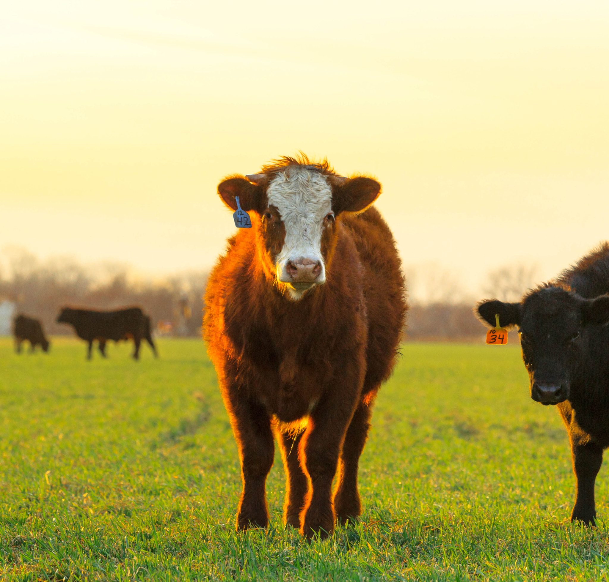 Canon EF 70-200mm F2.8L IS II USM sample photo. Backlit cow photography